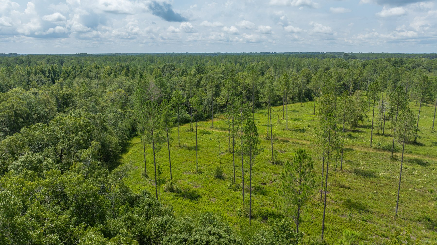 Image for 207+/- Acres in Lowndes County - Tremendous Development Potential