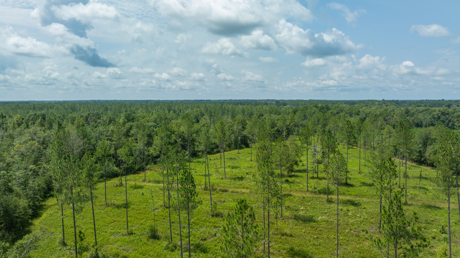 Image for 207+/- Acres in Lowndes County - Tremendous Development Potential