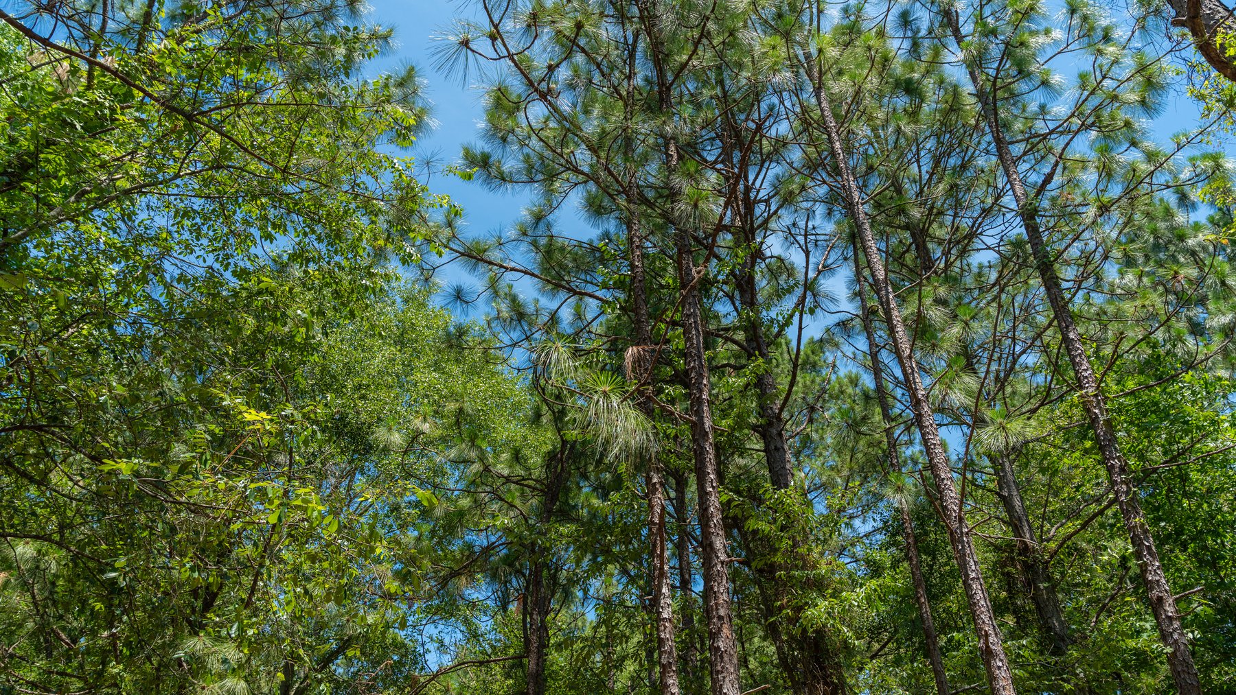 Image for Charming 25+/- Acre Estate in the Heart of Byron, Georgia