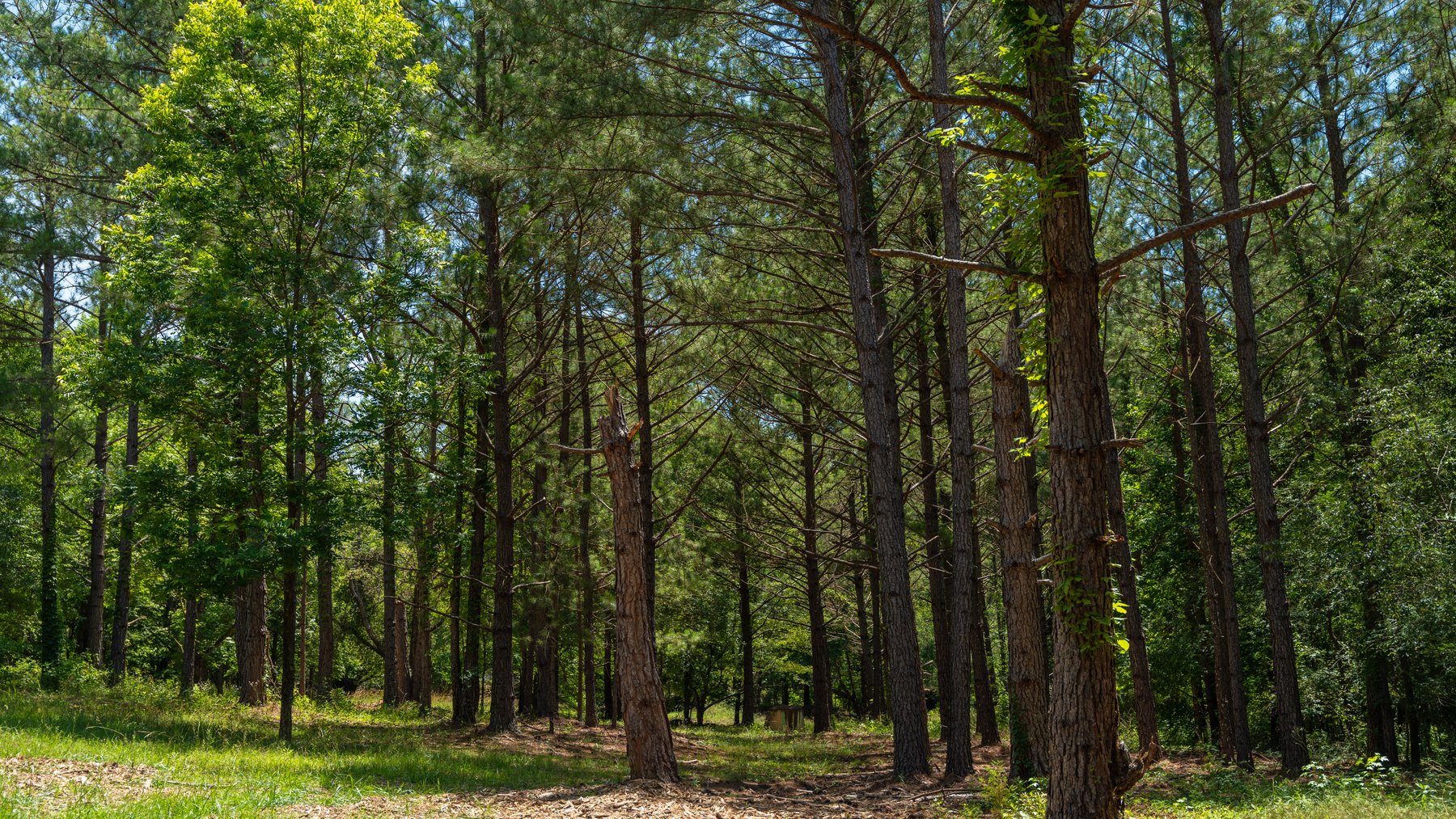 Image for Charming 25+/- Acre Estate in the Heart of Byron, Georgia