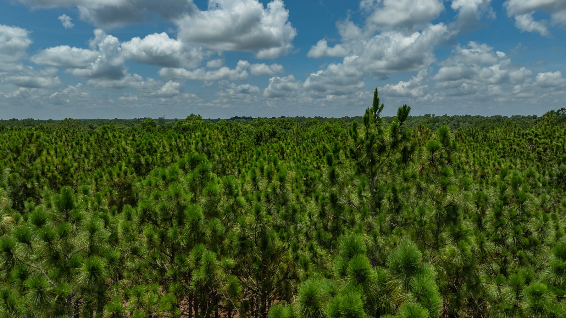 Image for 25.79+/- Acres in Thomas County, Georgia - Residential Development Potential