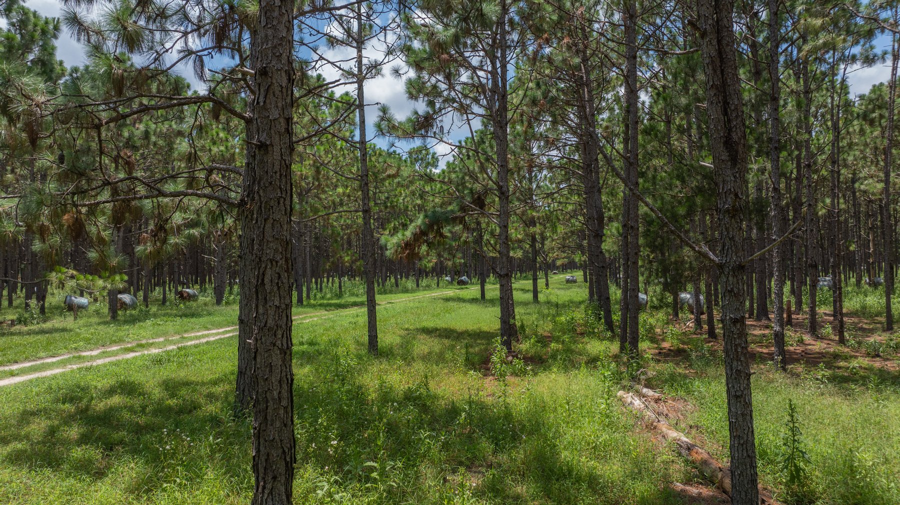 Image for 25.79+/- Acres in Thomas County, Georgia - Residential Development Potential