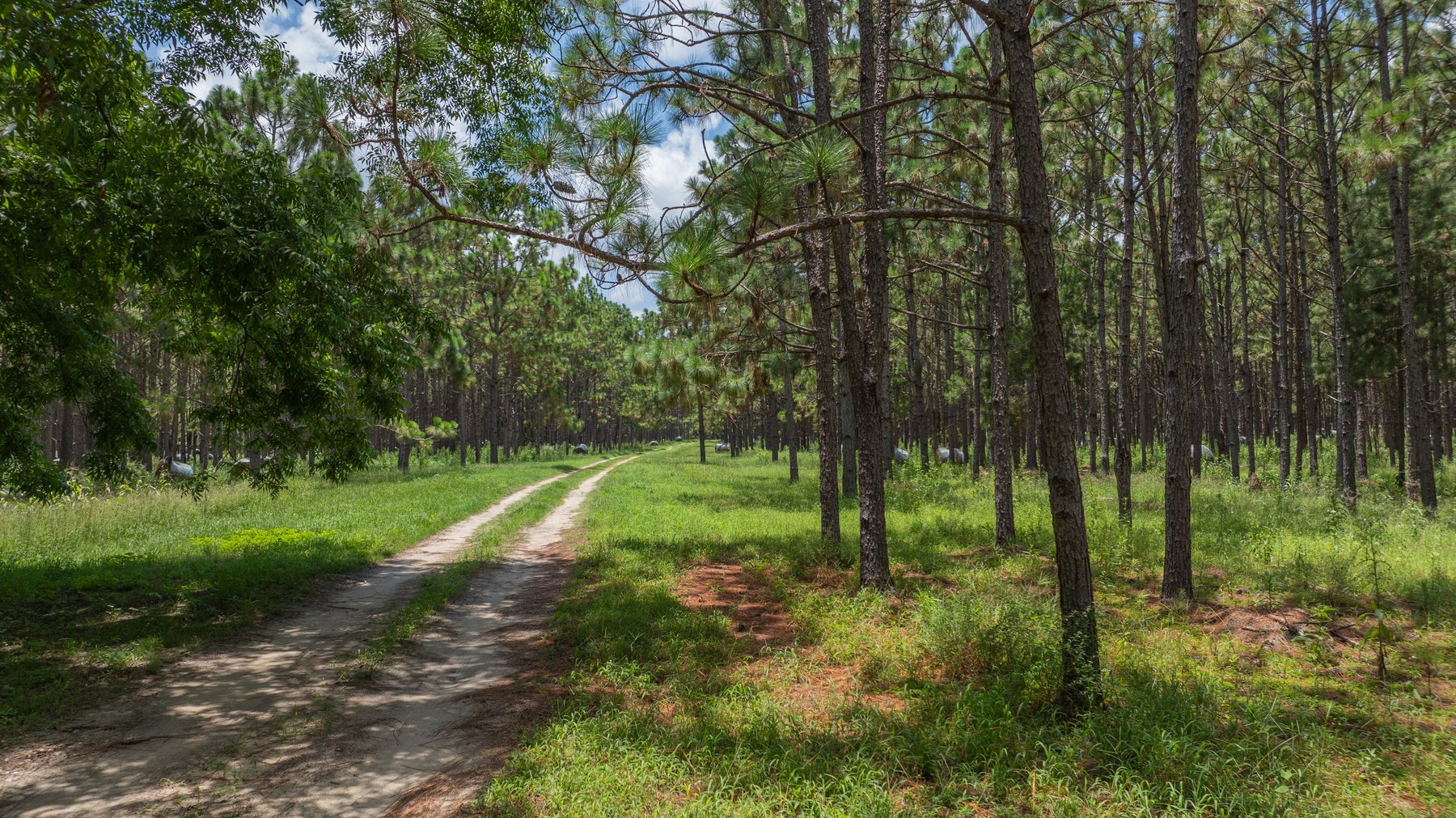 Image for 25.79+/- Acres in Thomas County, Georgia - Residential Development Potential