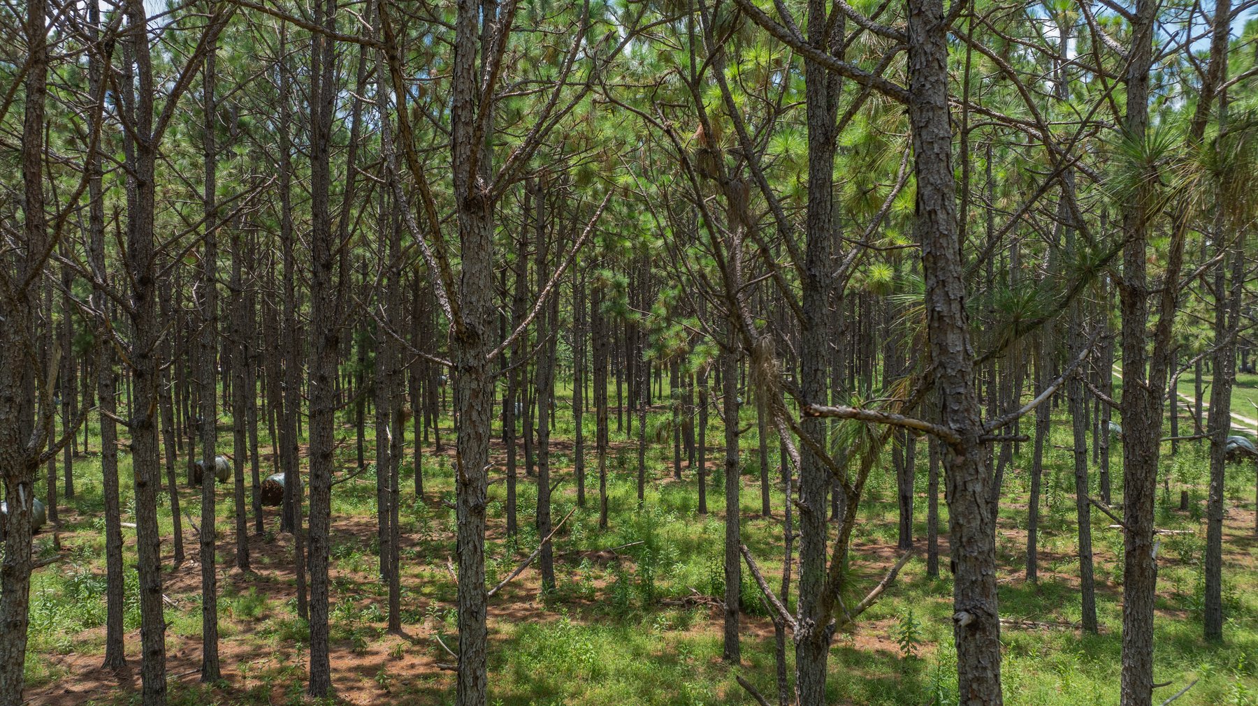 Image for 25.79+/- Acres in Thomas County, Georgia - Residential Development Potential