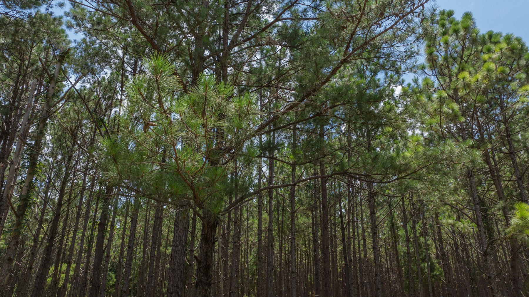 Image for 25.79+/- Acres in Thomas County, Georgia - Residential Development Potential