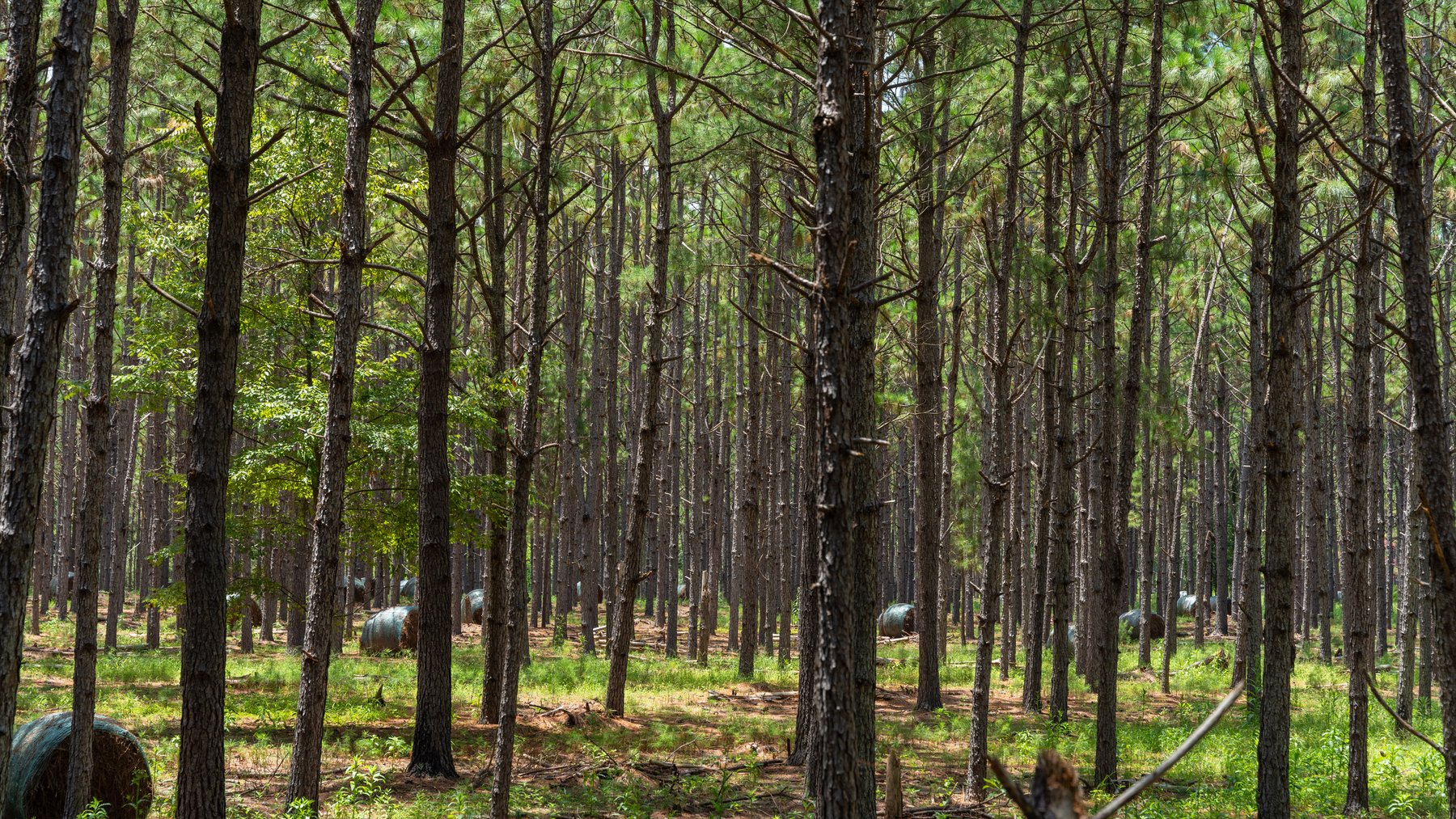 Image for 25.79+/- Acres in Thomas County, Georgia - Residential Development Potential