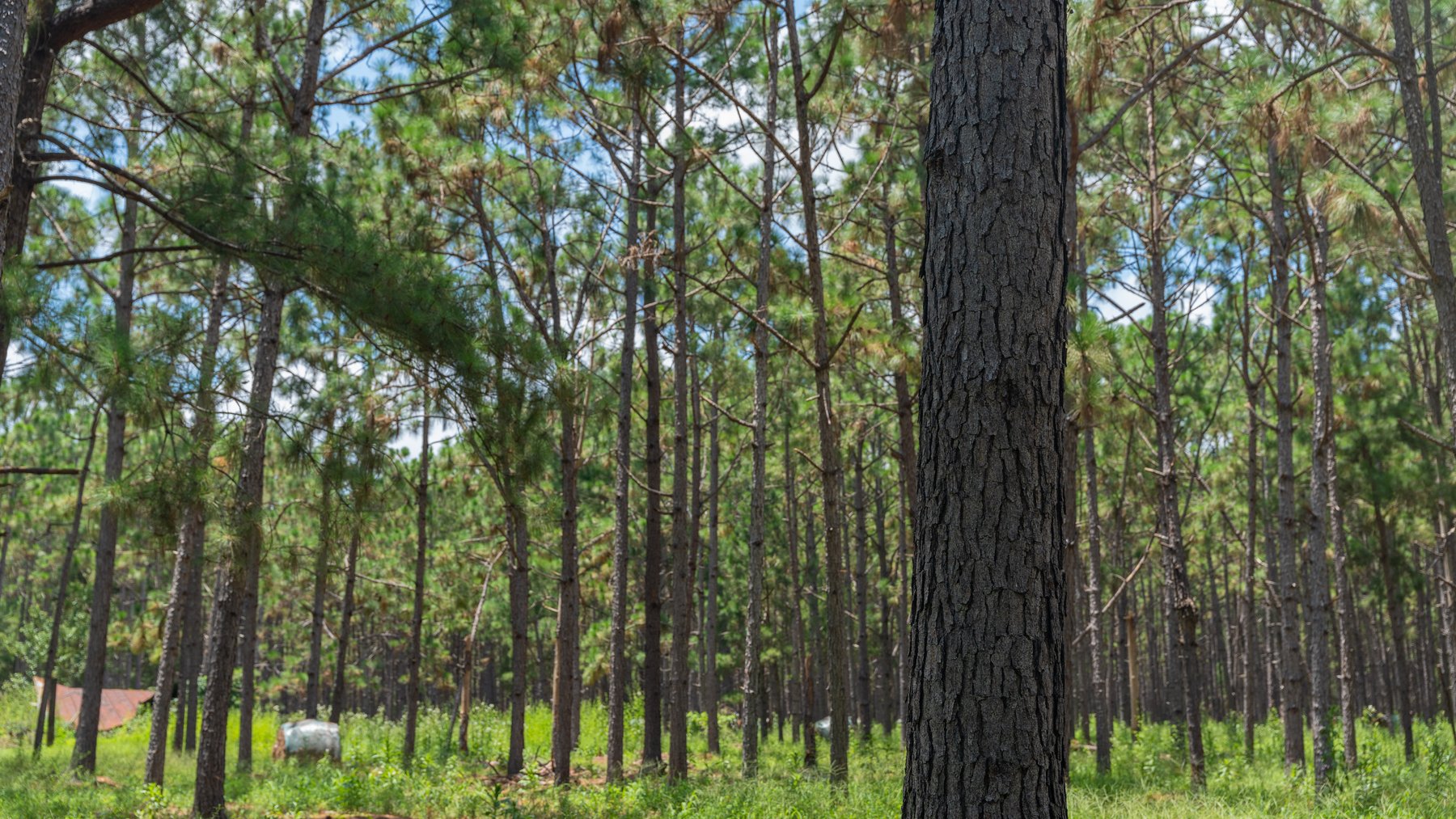 Image for 25.79+/- Acres in Thomas County, Georgia - Residential Development Potential