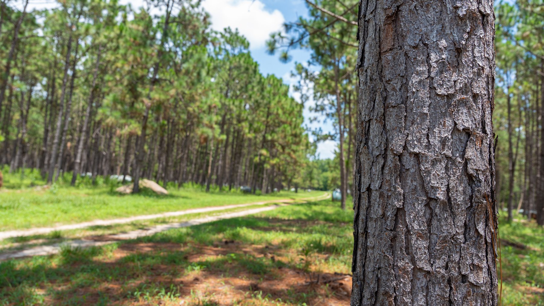 Image for 25.79+/- Acres in Thomas County, Georgia - Residential Development Potential