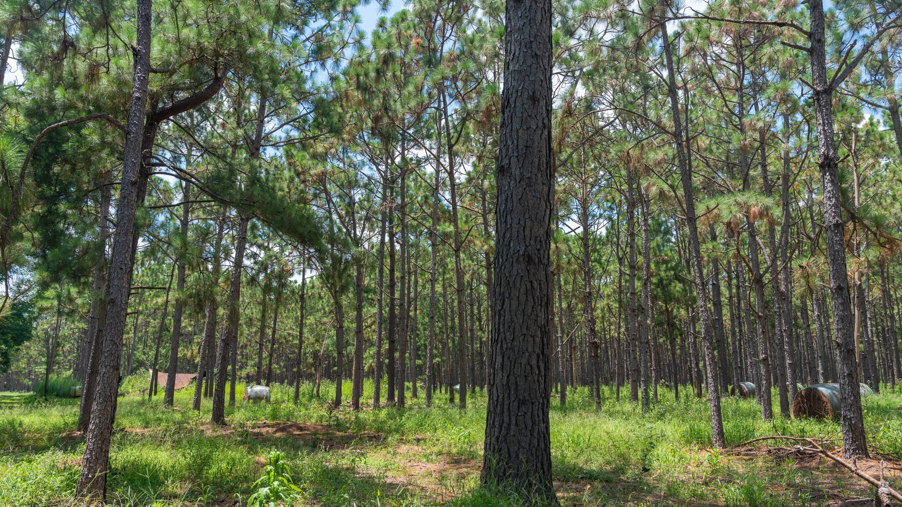 Image for 25.79+/- Acres in Thomas County, Georgia - Residential Development Potential