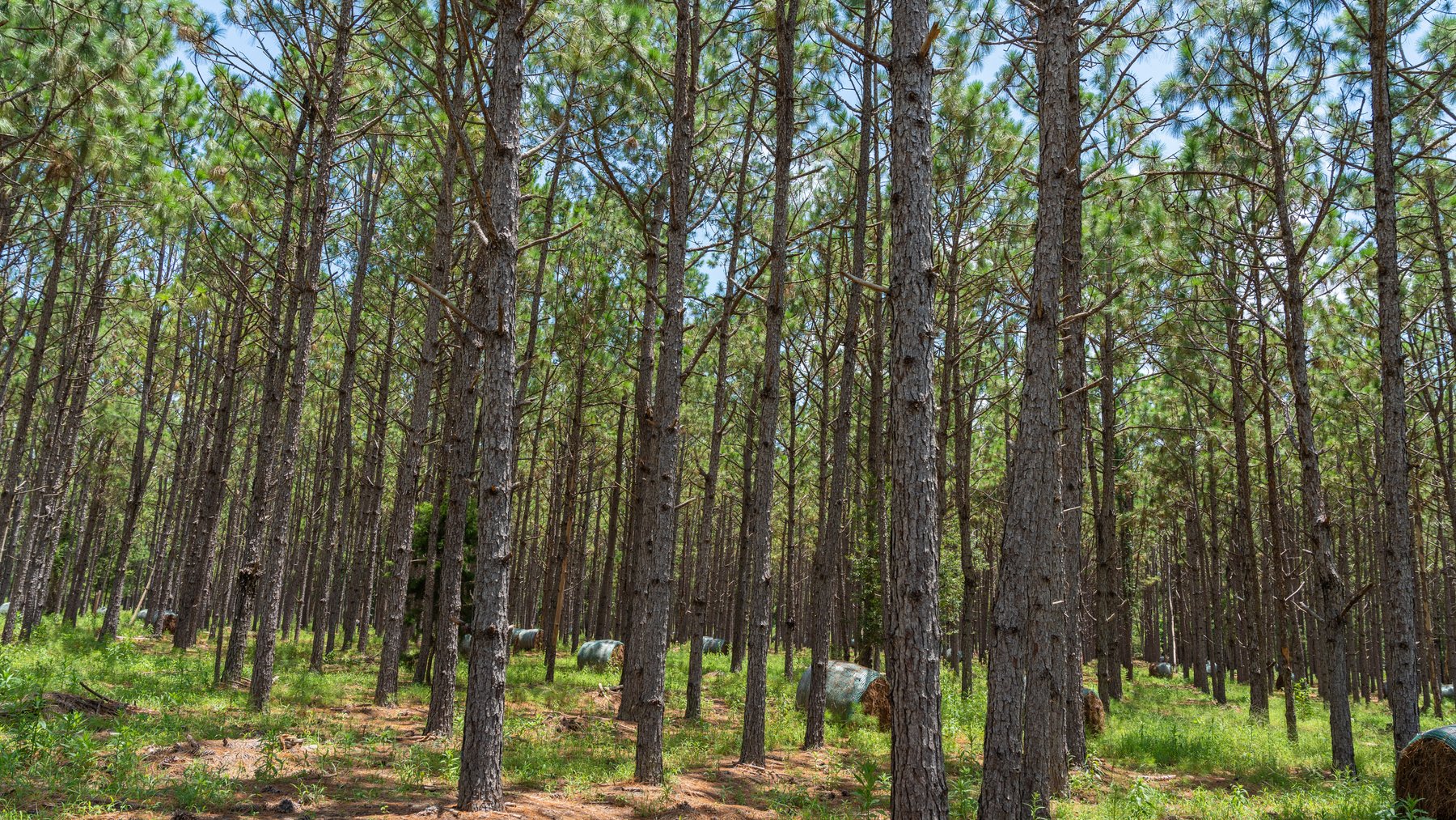 Image for 25.79+/- Acres in Thomas County, Georgia - Residential Development Potential