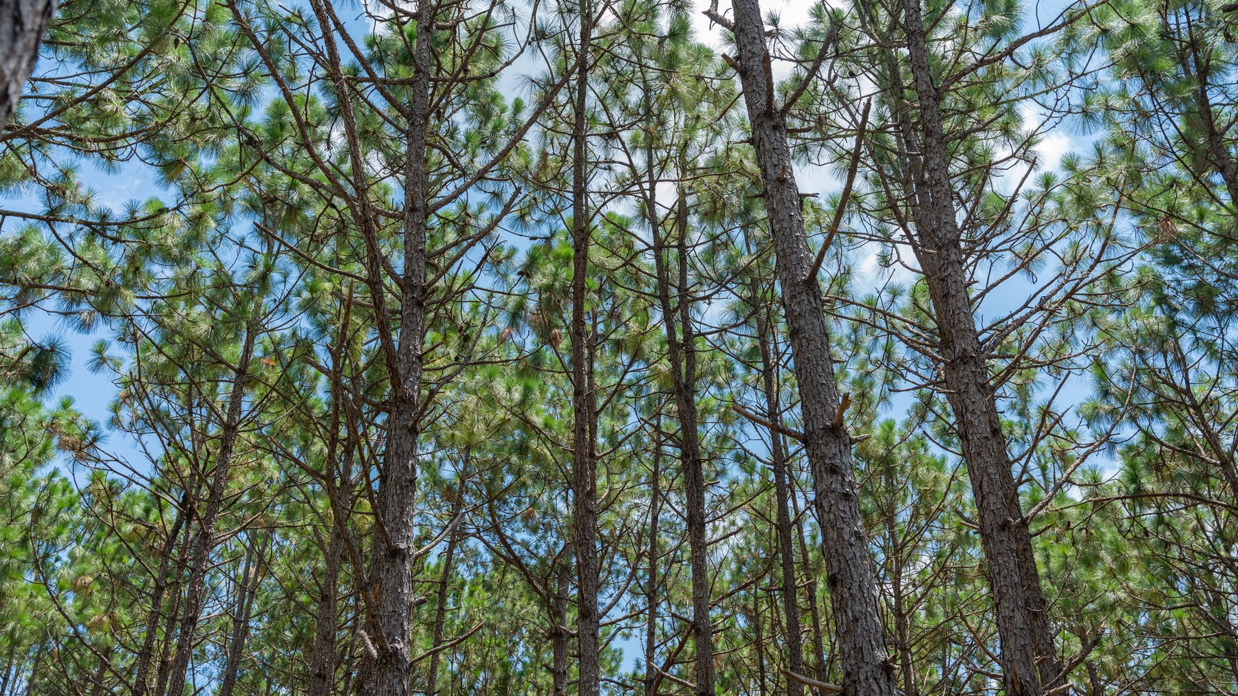 Image for 25.79+/- Acres in Thomas County, Georgia - Residential Development Potential