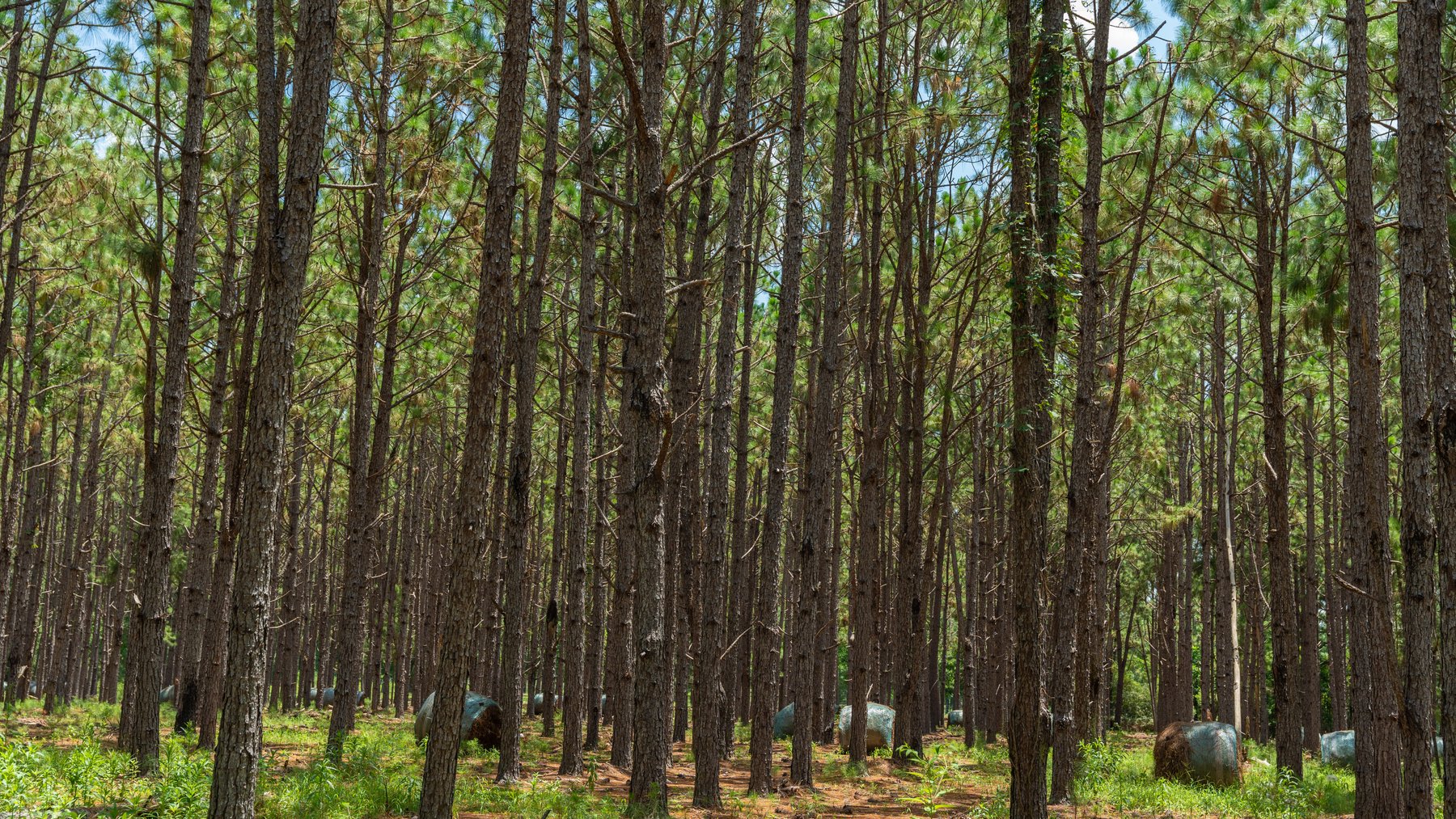 Image for 25.79+/- Acres in Thomas County, Georgia - Residential Development Potential