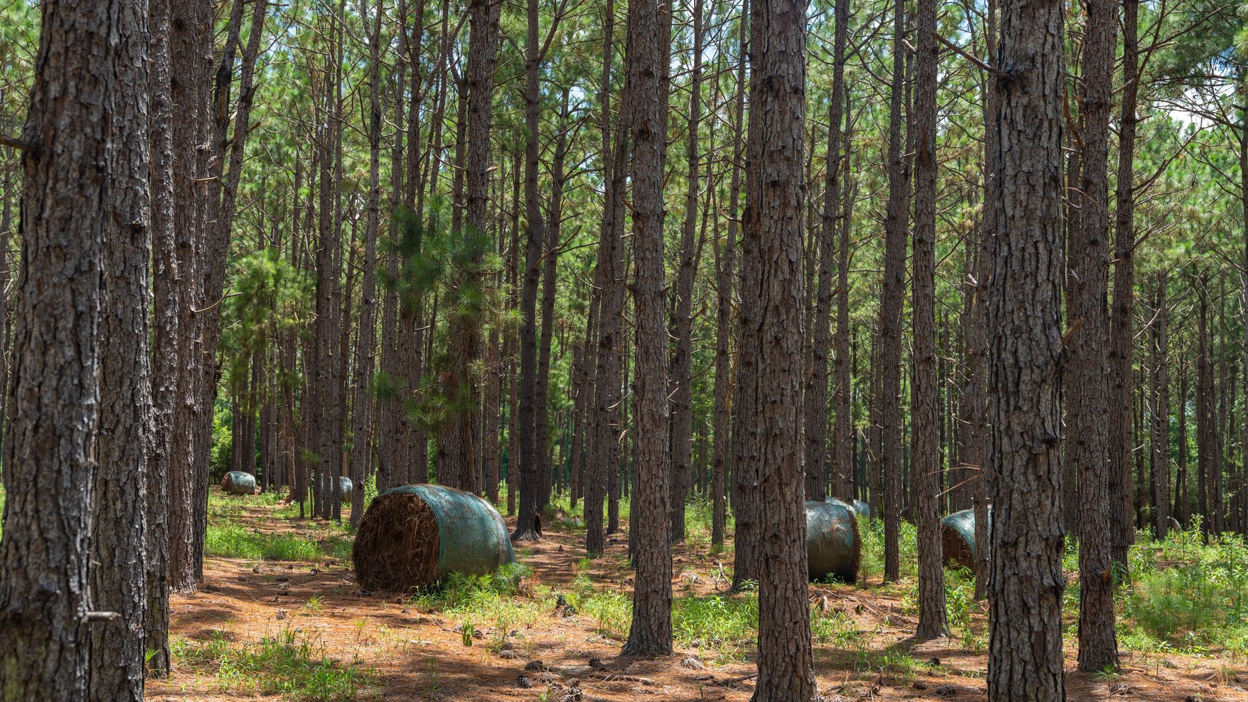 Image for 25.79+/- Acres in Thomas County, Georgia - Residential Development Potential