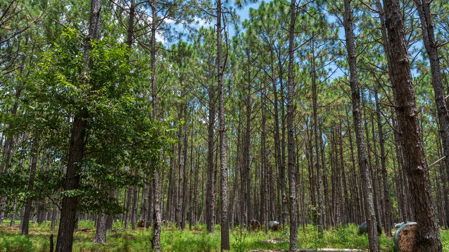 Image for 25.79+/- Acres in Thomas County, Georgia - Residential Development Potential