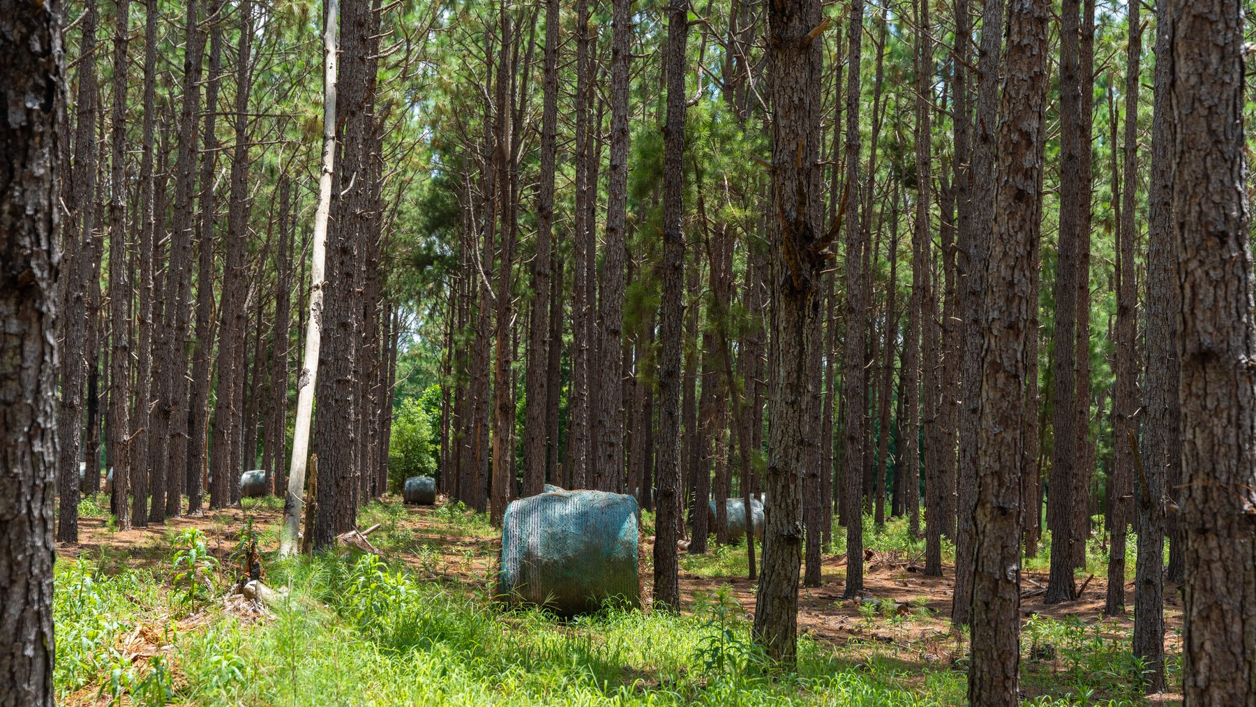 Image for 25.79+/- Acres in Thomas County, Georgia - Residential Development Potential