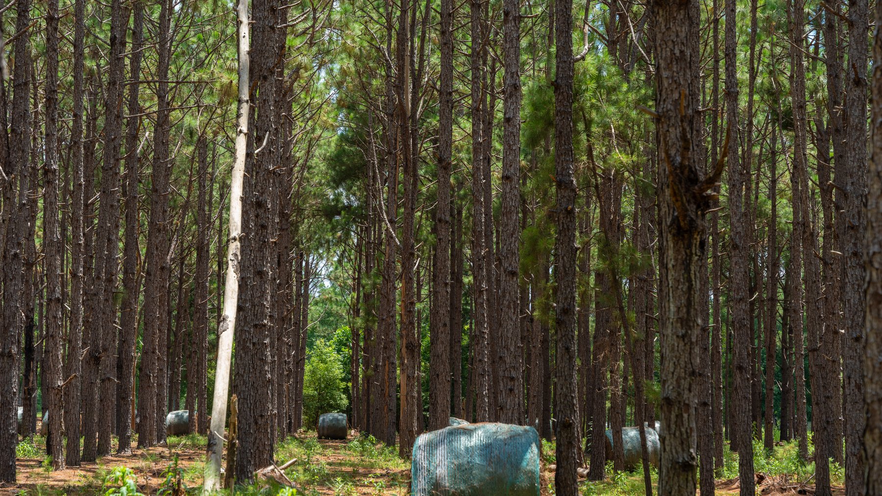 Image for 25.79+/- Acres in Thomas County, Georgia - Residential Development Potential