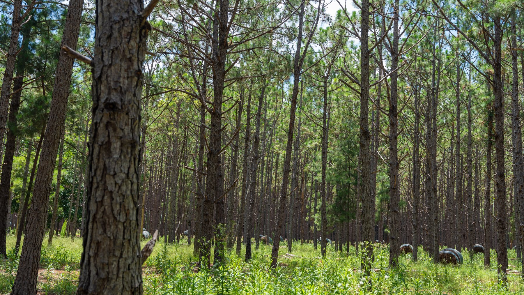 Image for 25.79+/- Acres in Thomas County, Georgia - Residential Development Potential