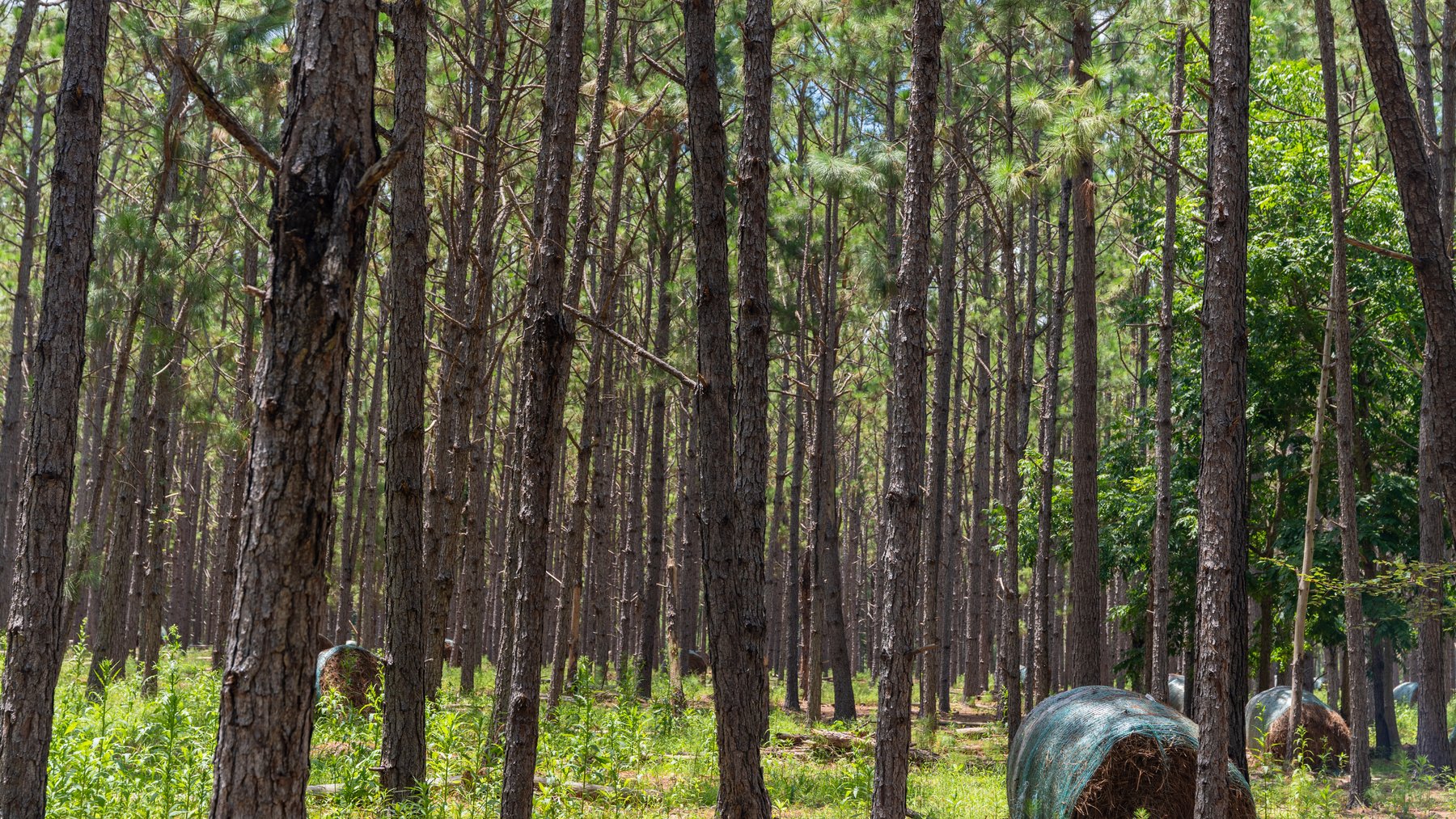 Image for 25.79+/- Acres in Thomas County, Georgia - Residential Development Potential