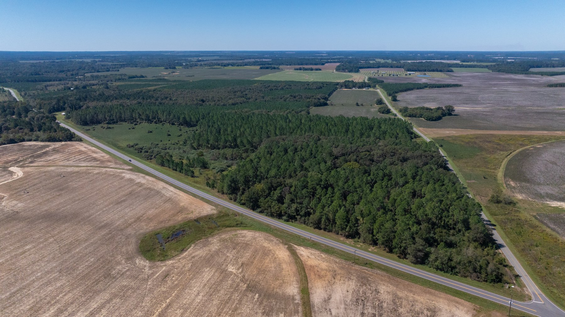 Image for 95+/- Acres - Musgrove Estate - Planted Pine Timber Investment - Sportsman's Paradise