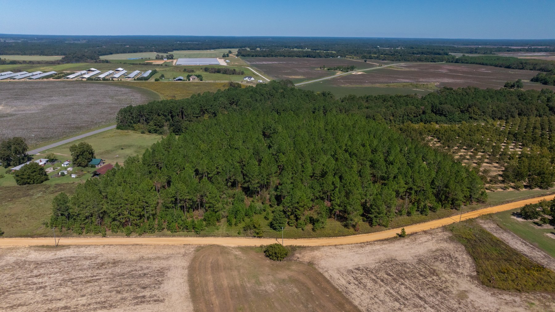 Image for 95+/- Acres - Musgrove Estate - Planted Pine Timber Investment - Sportsman's Paradise