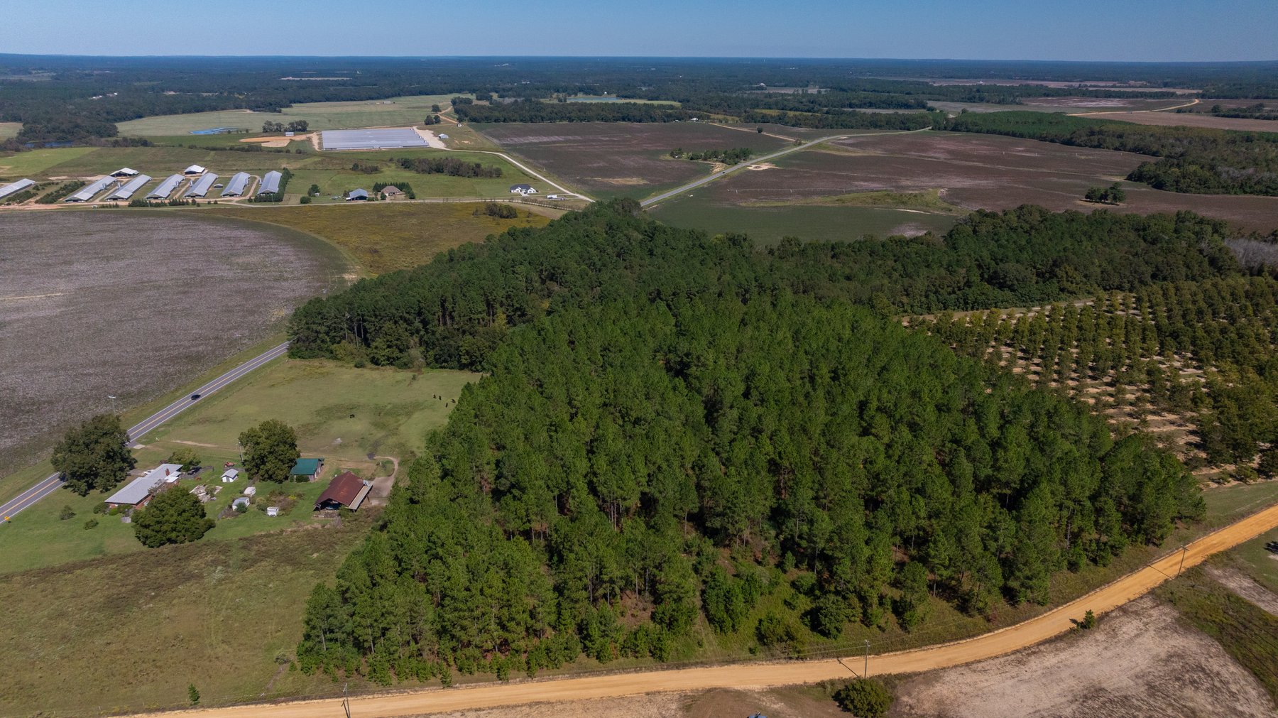 Image for 95+/- Acres - Musgrove Estate - Planted Pine Timber Investment - Sportsman's Paradise