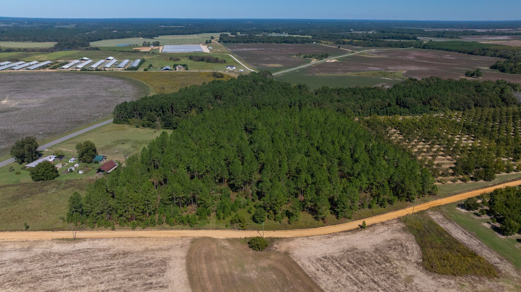Image for 95+/- Acres - Musgrove Estate - Planted Pine Timber Investment - Sportsman's Paradise