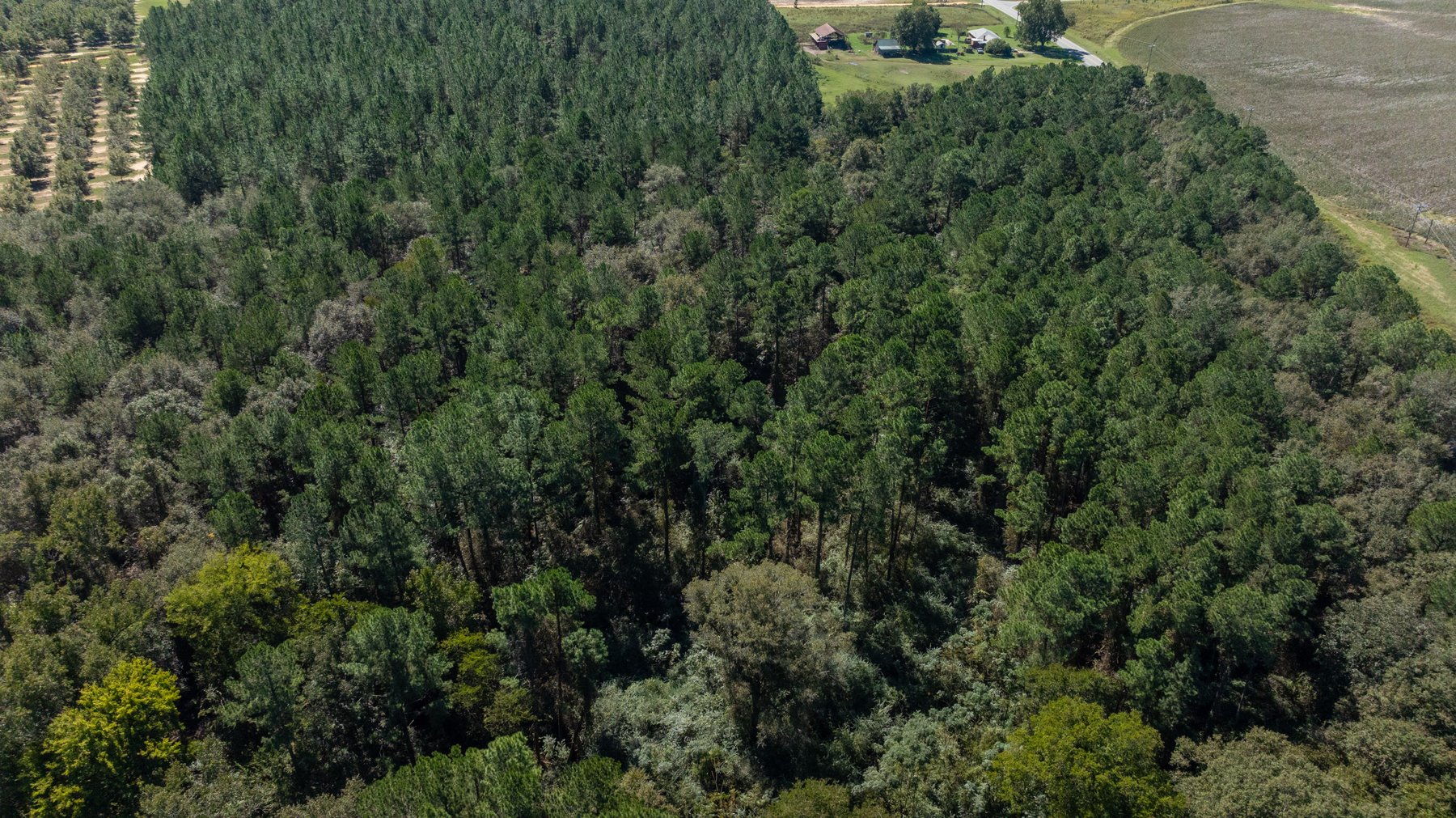 Image for 95+/- Acres - Musgrove Estate - Planted Pine Timber Investment - Sportsman's Paradise