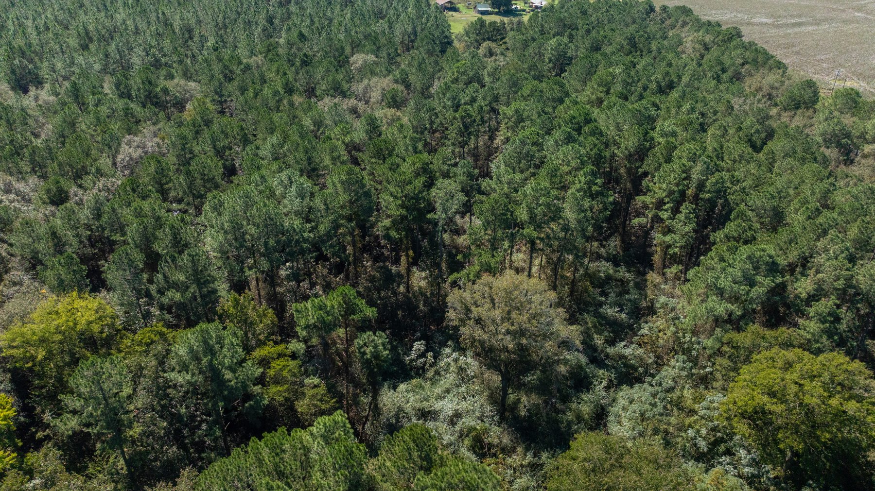 Image for 95+/- Acres - Musgrove Estate - Planted Pine Timber Investment - Sportsman's Paradise