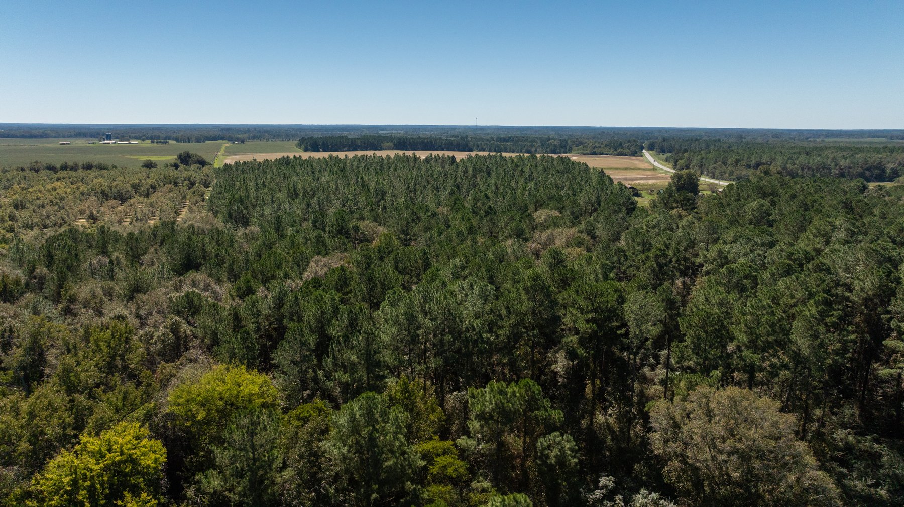 Image for 95+/- Acres - Musgrove Estate - Planted Pine Timber Investment - Sportsman's Paradise