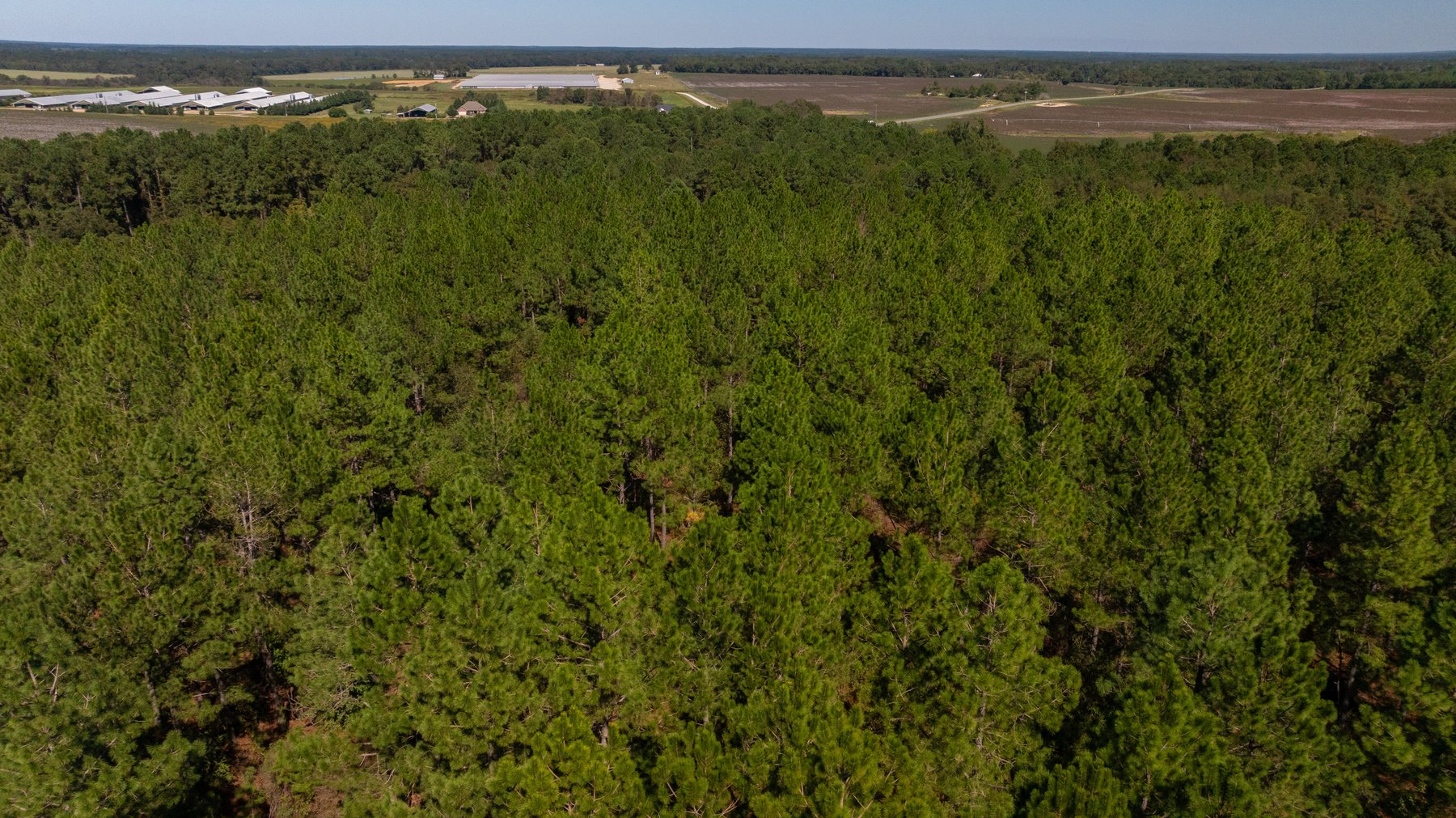 Image for 95+/- Acres - Musgrove Estate - Planted Pine Timber Investment - Sportsman's Paradise