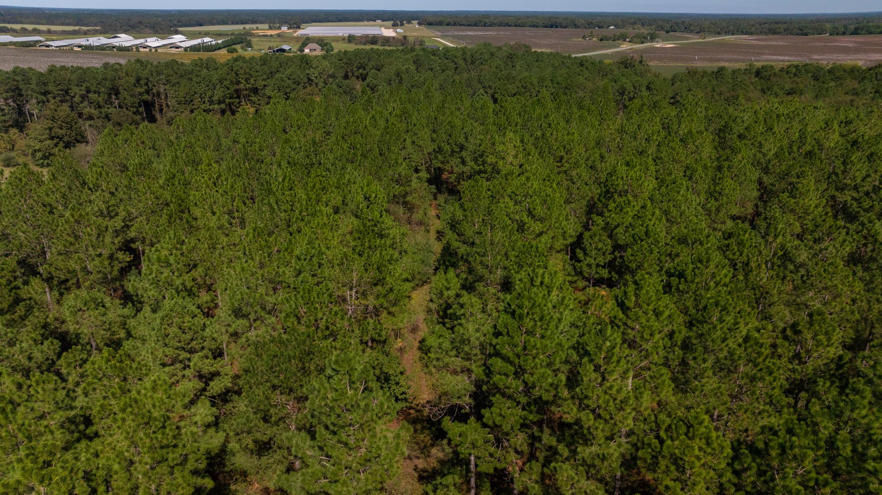 Image for 95+/- Acres - Musgrove Estate - Planted Pine Timber Investment - Sportsman's Paradise