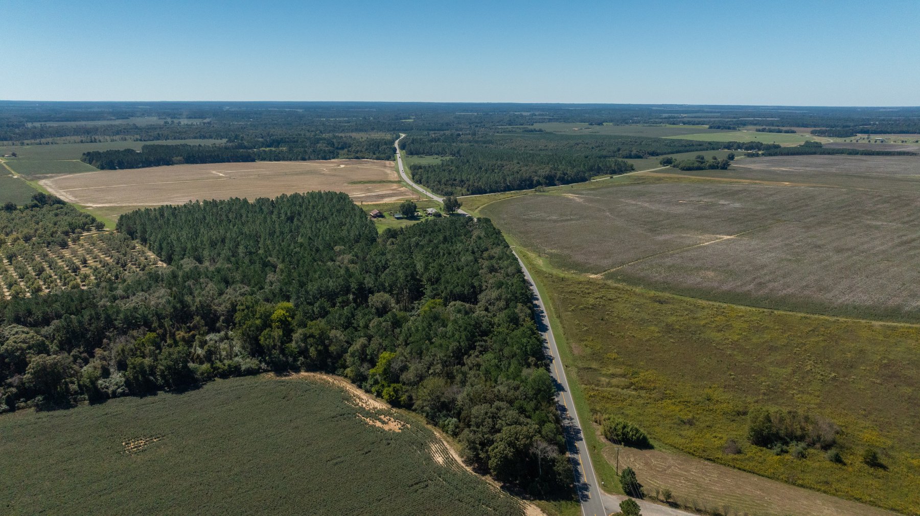 Image for 95+/- Acres - Musgrove Estate - Planted Pine Timber Investment - Sportsman's Paradise