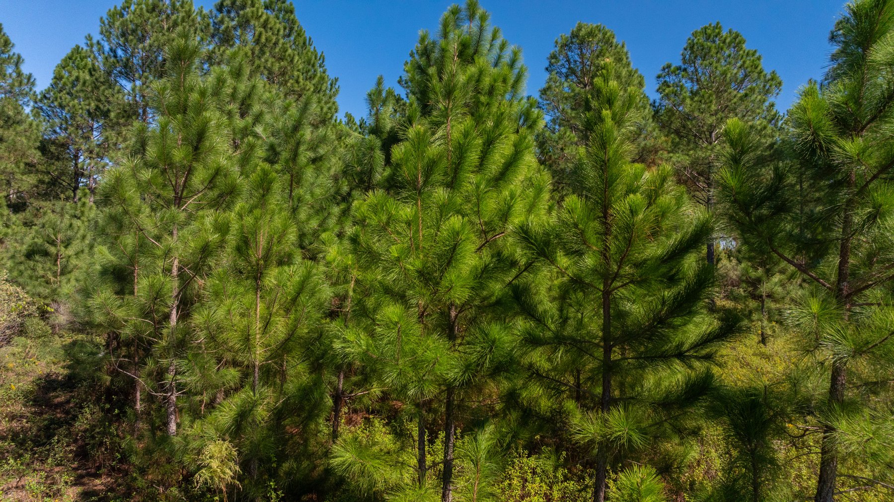 Image for 95+/- Acres - Musgrove Estate - Planted Pine Timber Investment - Sportsman's Paradise