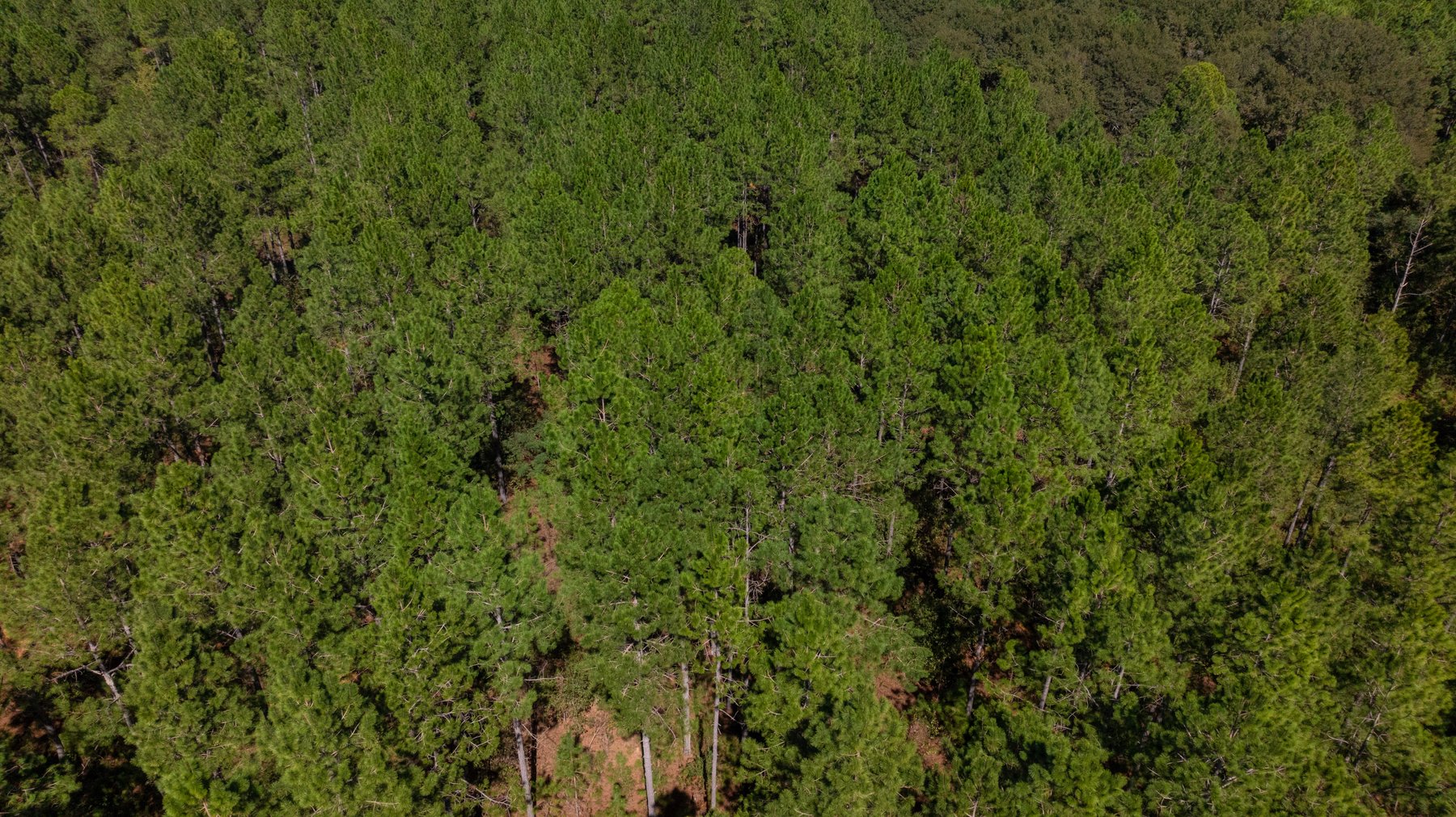 Image for 95+/- Acres - Musgrove Estate - Planted Pine Timber Investment - Sportsman's Paradise