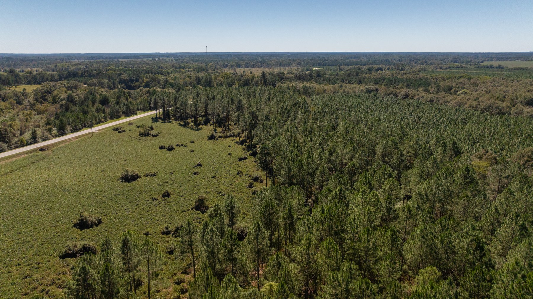 Image for 95+/- Acres - Musgrove Estate - Planted Pine Timber Investment - Sportsman's Paradise