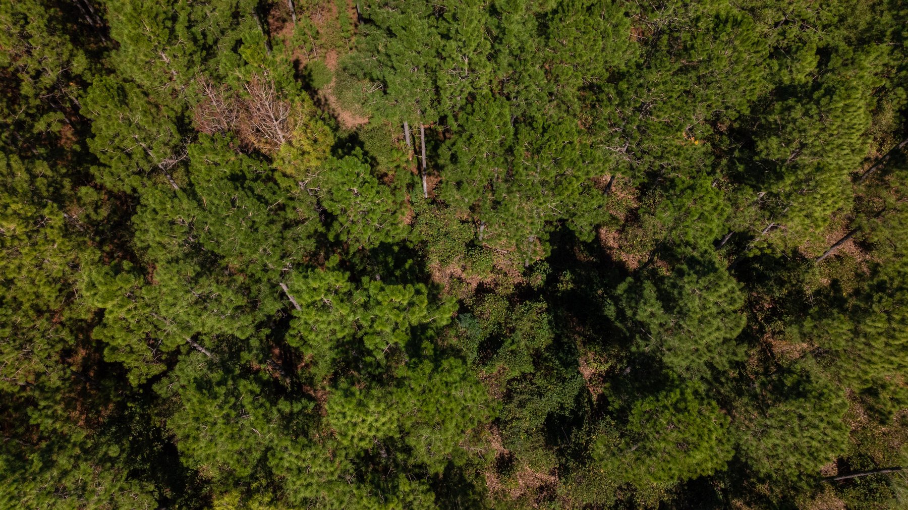 Image for 95+/- Acres - Musgrove Estate - Planted Pine Timber Investment - Sportsman's Paradise