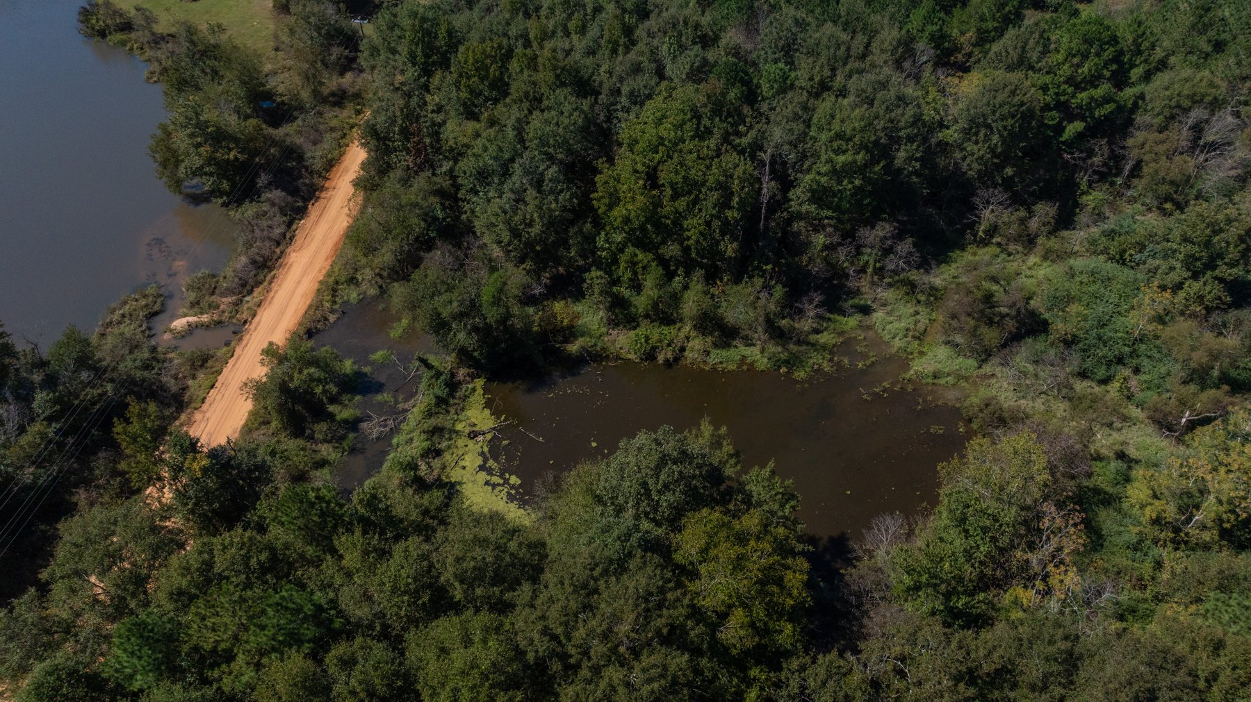 Image for 95+/- Acres - Musgrove Estate - Planted Pine Timber Investment - Sportsman's Paradise