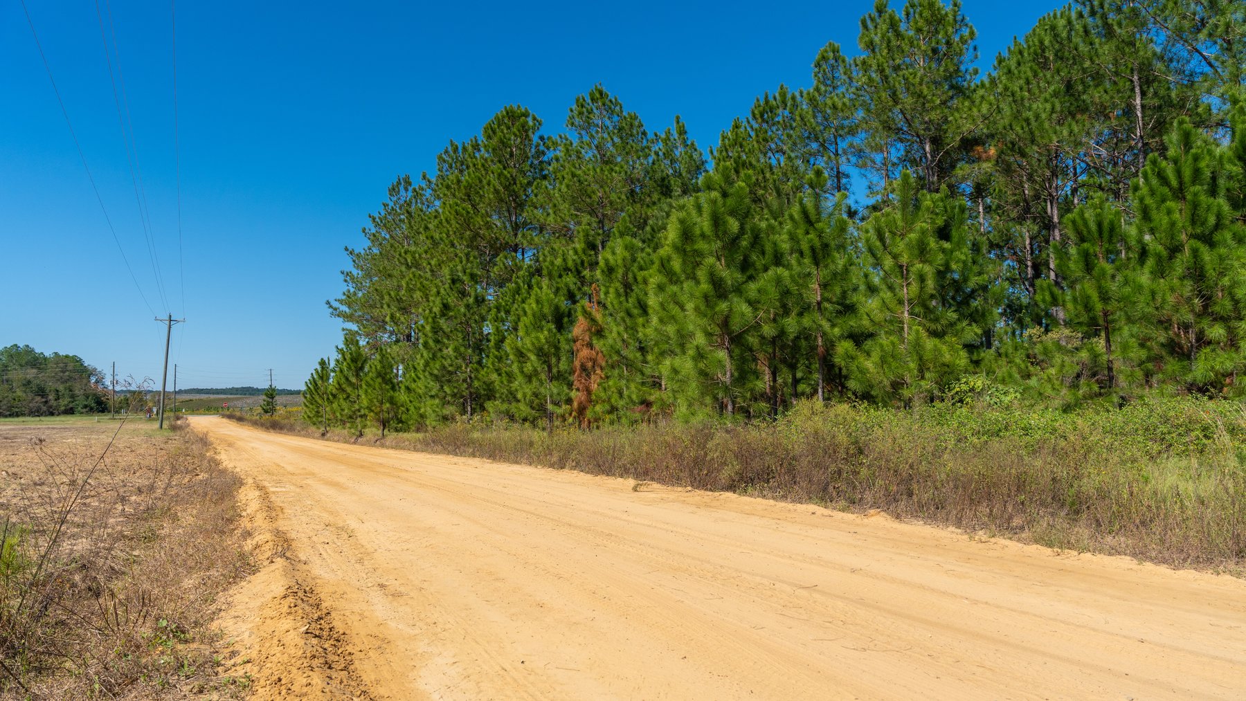 Image for 95+/- Acres - Musgrove Estate - Planted Pine Timber Investment - Sportsman's Paradise