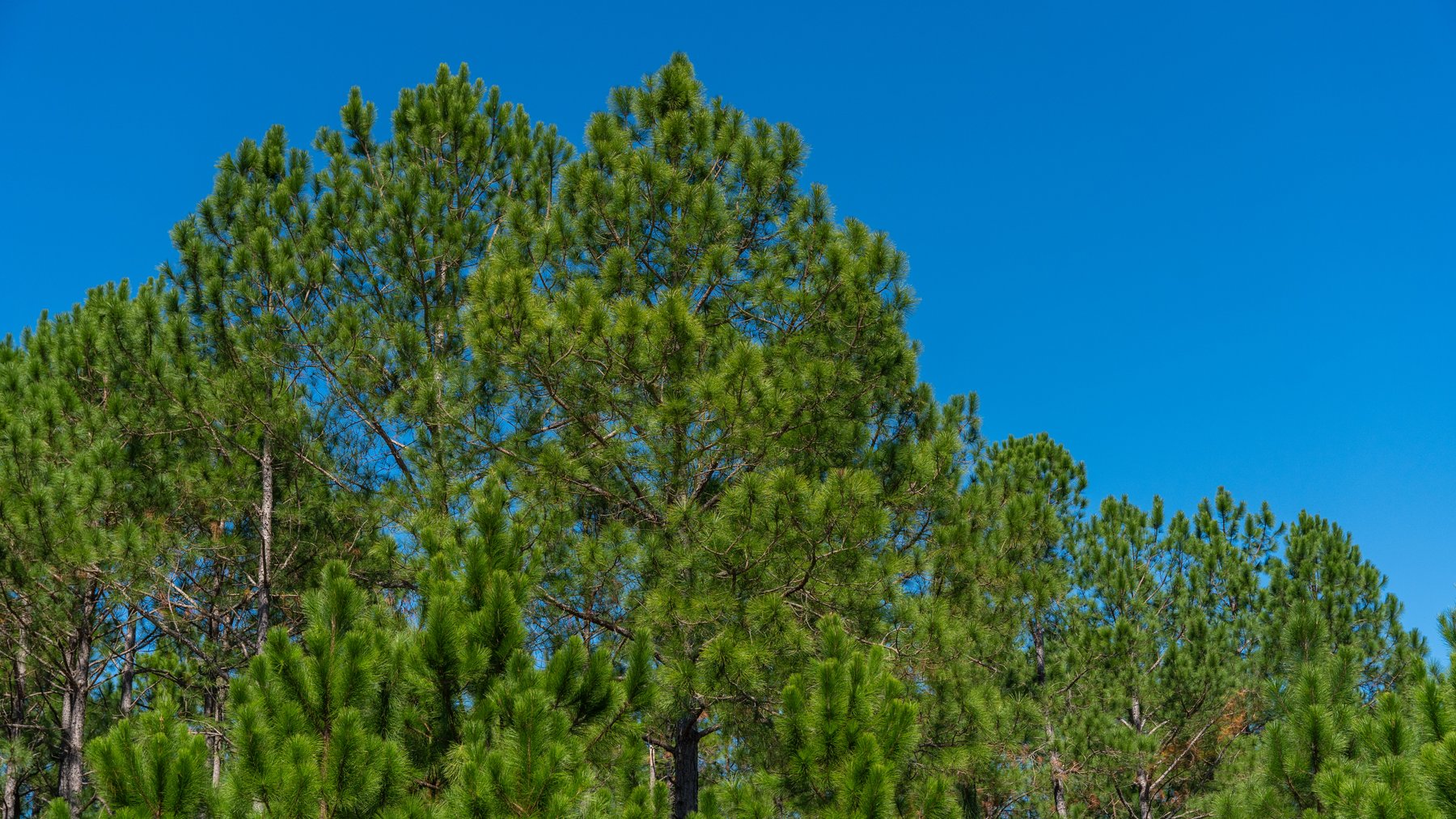 Image for 95+/- Acres - Musgrove Estate - Planted Pine Timber Investment - Sportsman's Paradise