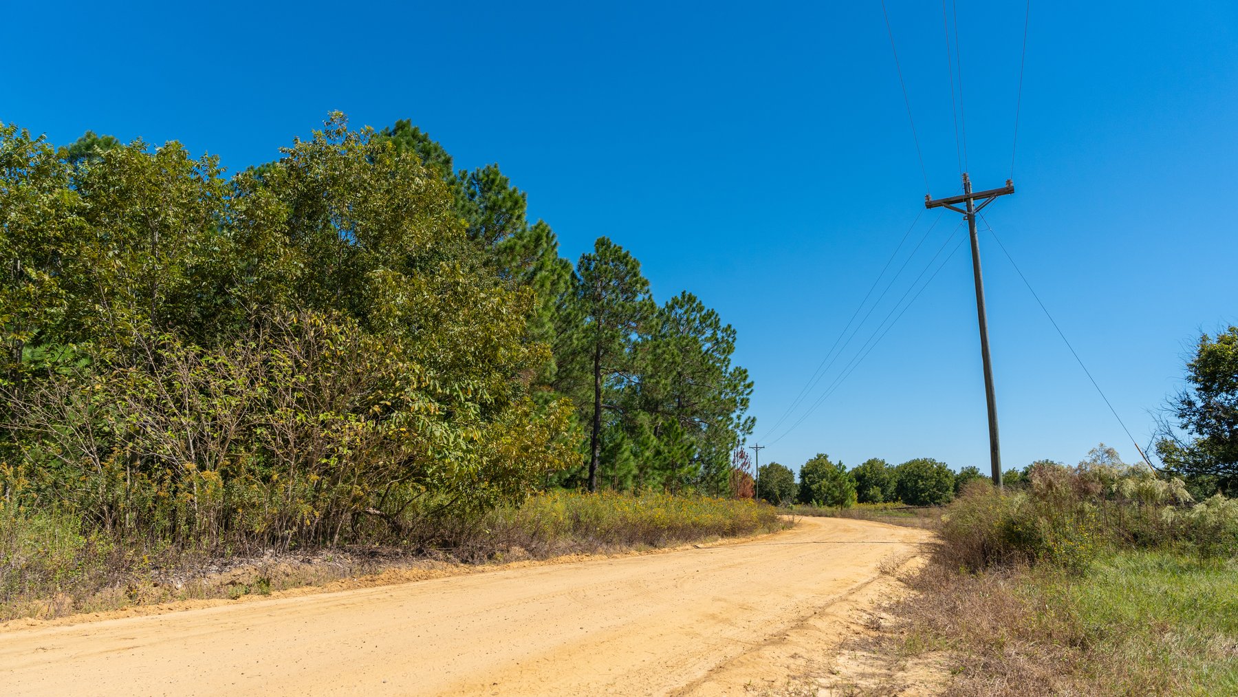 Image for 95+/- Acres - Musgrove Estate - Planted Pine Timber Investment - Sportsman's Paradise