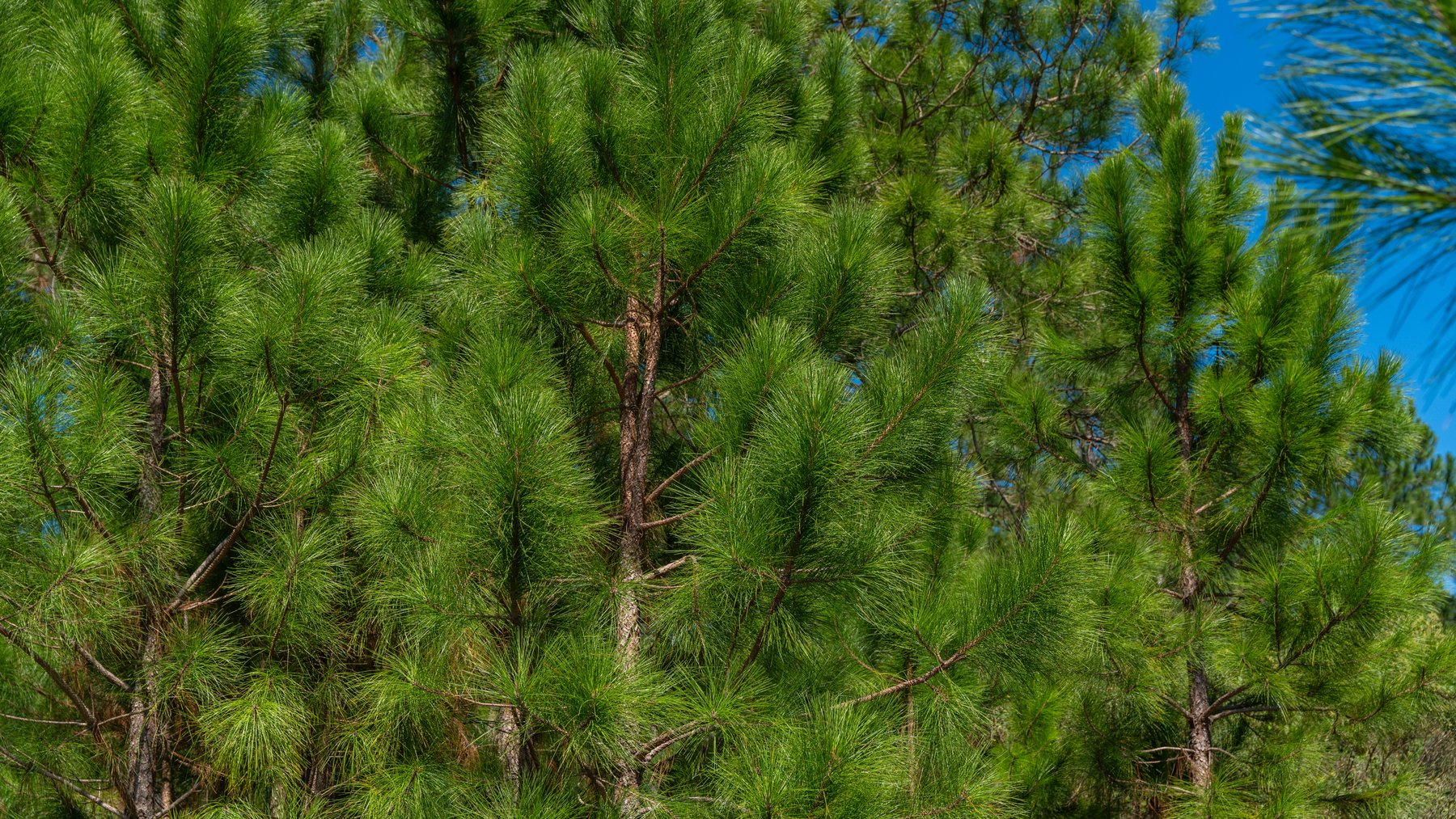 Image for 95+/- Acres - Musgrove Estate - Planted Pine Timber Investment - Sportsman's Paradise