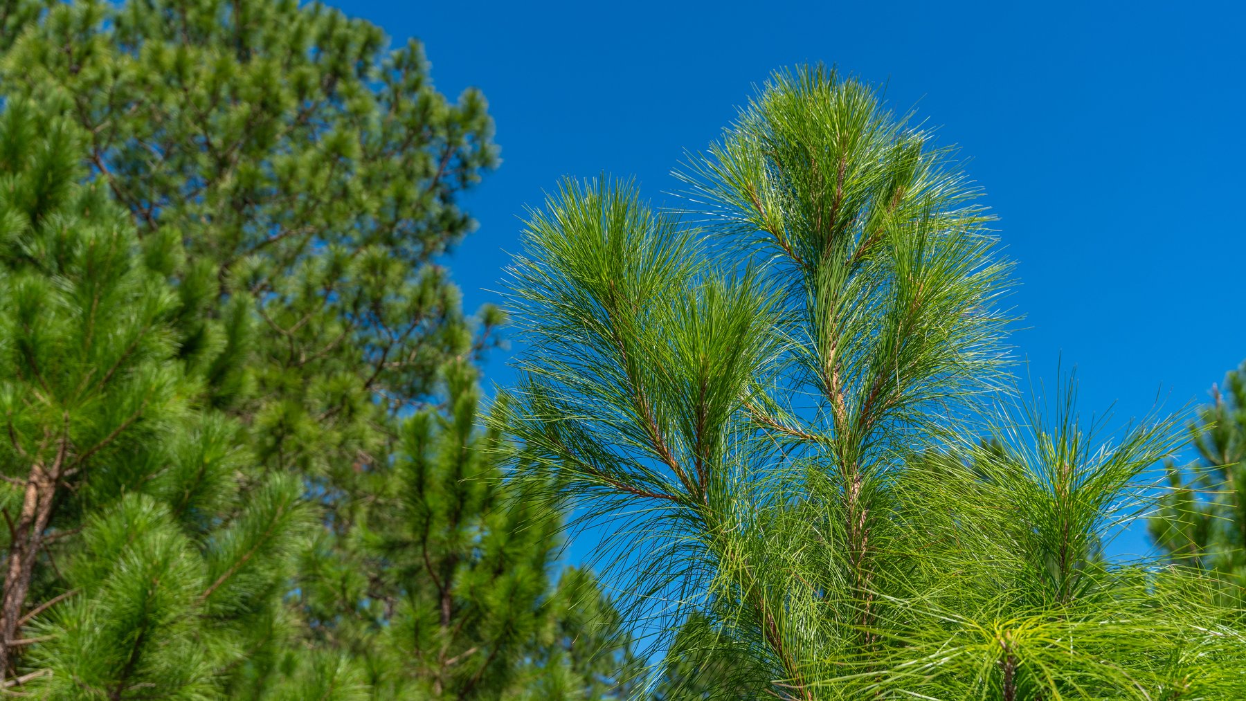 Image for 95+/- Acres - Musgrove Estate - Planted Pine Timber Investment - Sportsman's Paradise