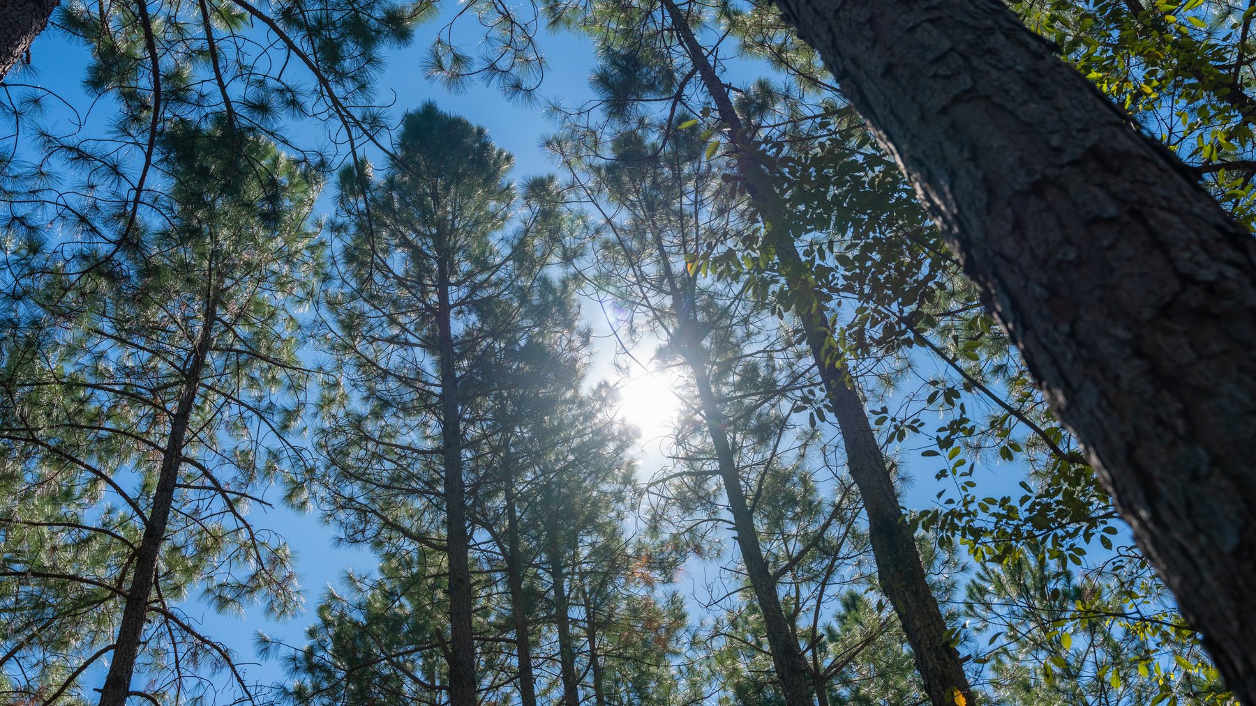 Image for 95+/- Acres - Musgrove Estate - Planted Pine Timber Investment - Sportsman's Paradise