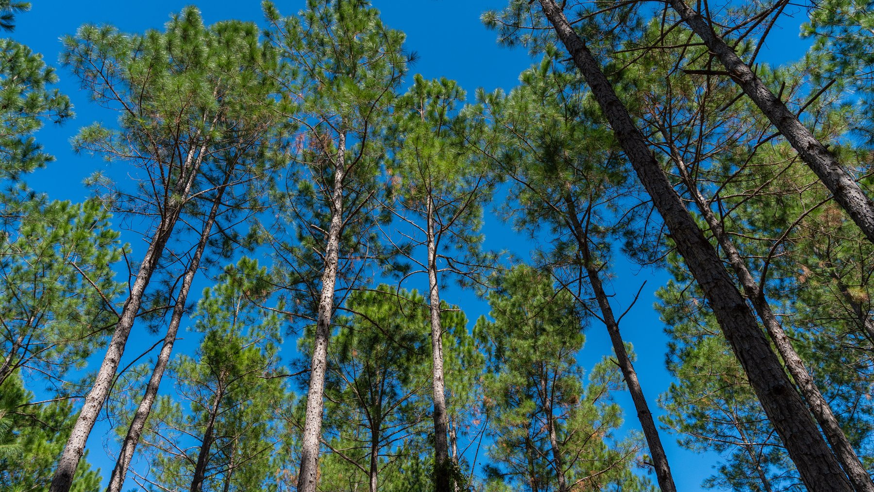 Image for 95+/- Acres - Musgrove Estate - Planted Pine Timber Investment - Sportsman's Paradise