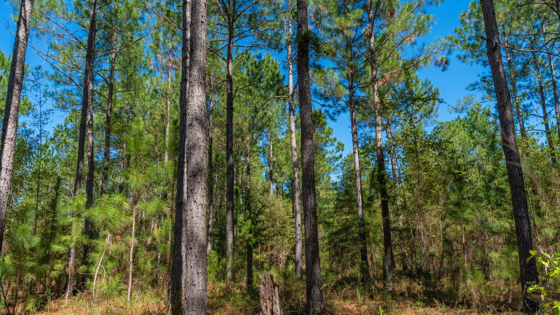 Image for 95+/- Acres - Musgrove Estate - Planted Pine Timber Investment - Sportsman's Paradise
