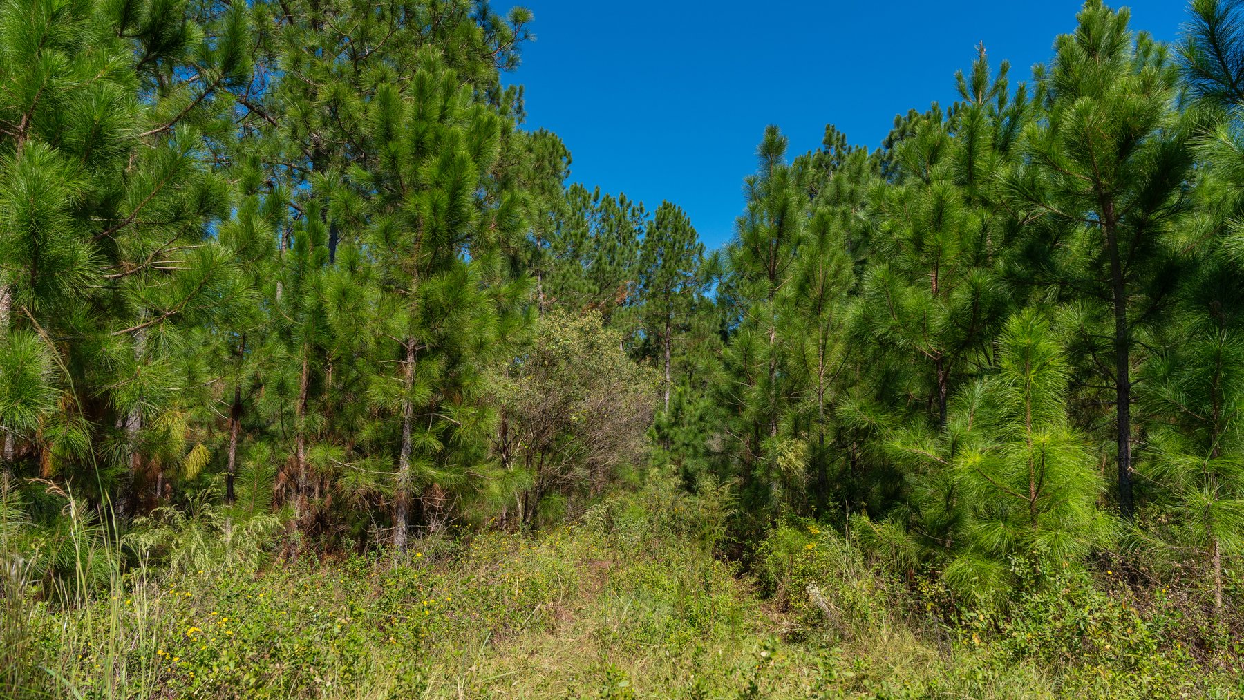 Image for 95+/- Acres - Musgrove Estate - Planted Pine Timber Investment - Sportsman's Paradise