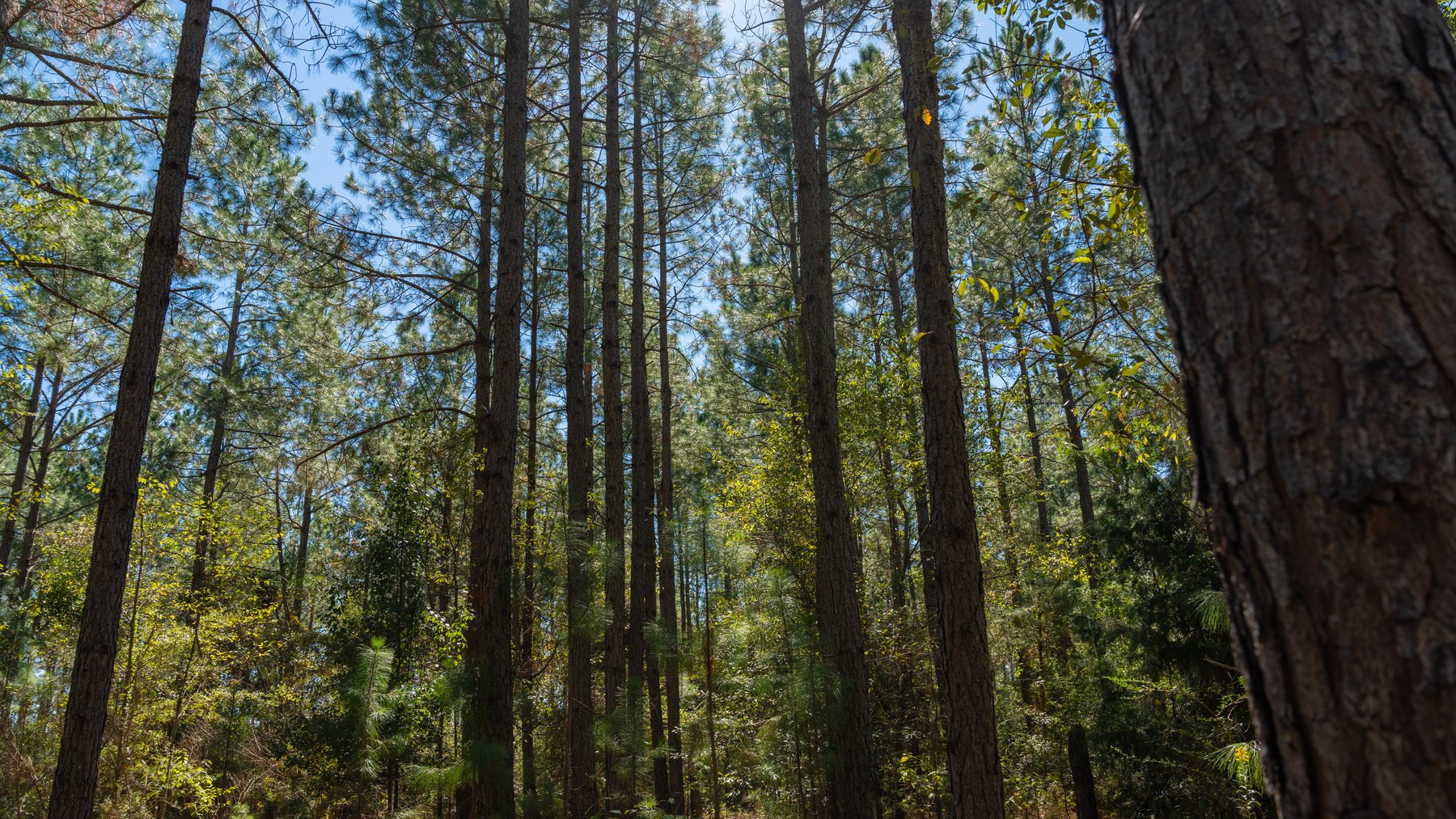 Image for 95+/- Acres - Musgrove Estate - Planted Pine Timber Investment - Sportsman's Paradise