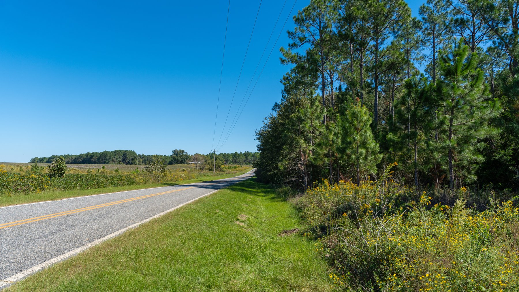 Image for 95+/- Acres - Musgrove Estate - Planted Pine Timber Investment - Sportsman's Paradise