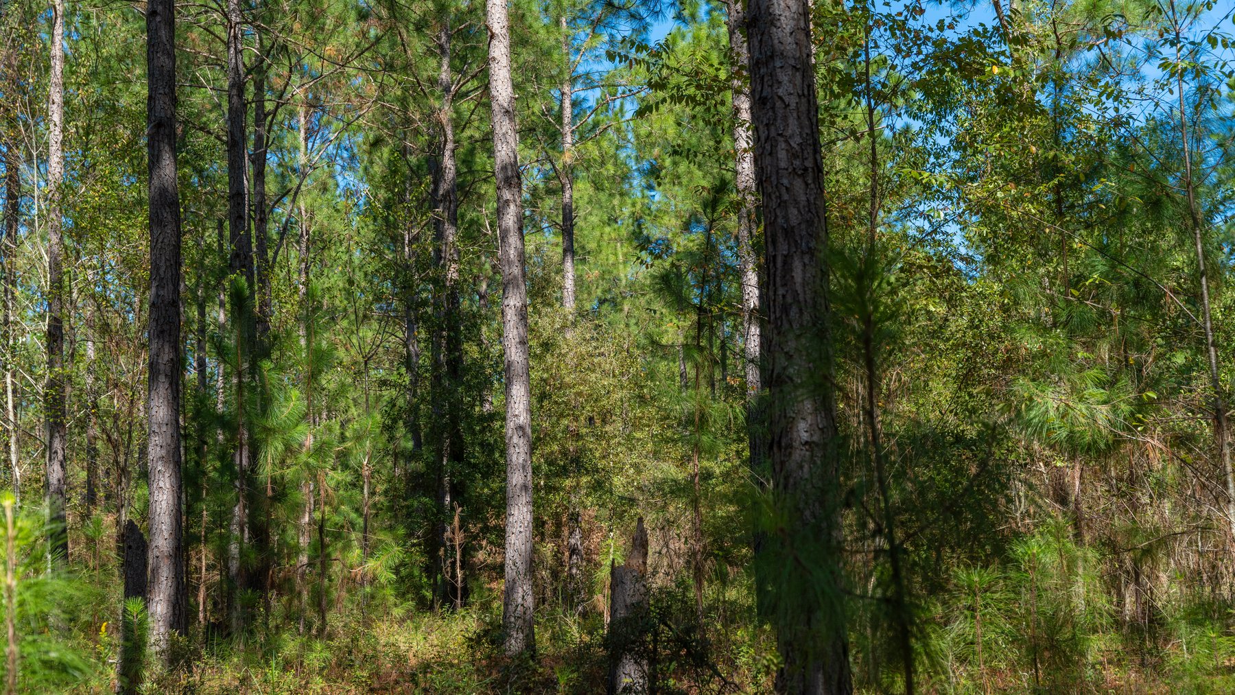Image for 95+/- Acres - Musgrove Estate - Planted Pine Timber Investment - Sportsman's Paradise