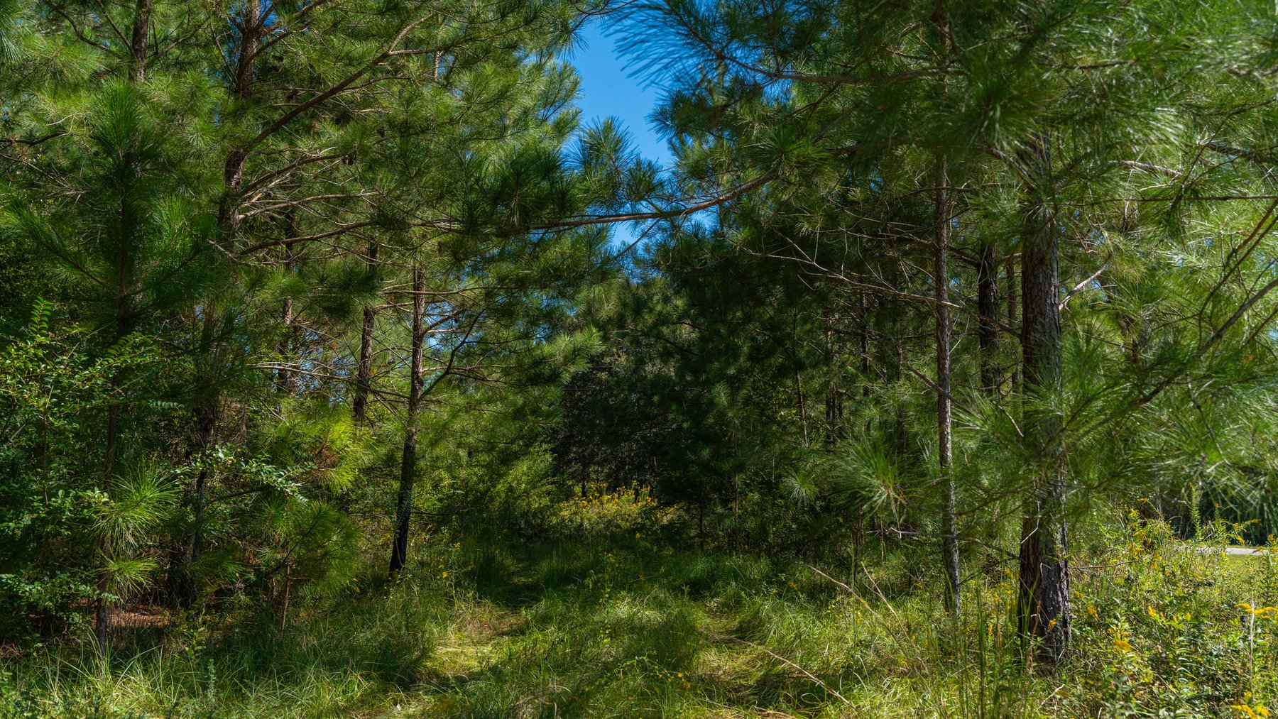 Image for 95+/- Acres - Musgrove Estate - Planted Pine Timber Investment - Sportsman's Paradise